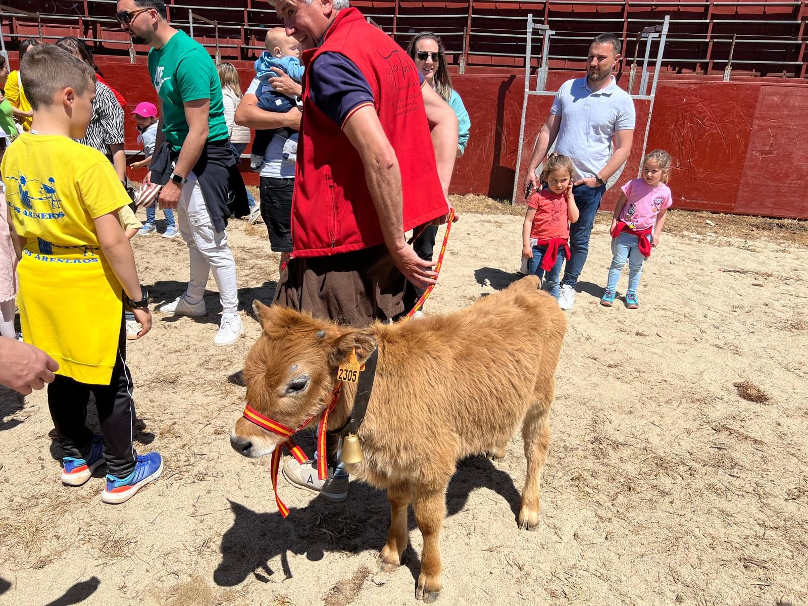 mini-bueyes-en-elas-fiestas-de-doninos-2025-34