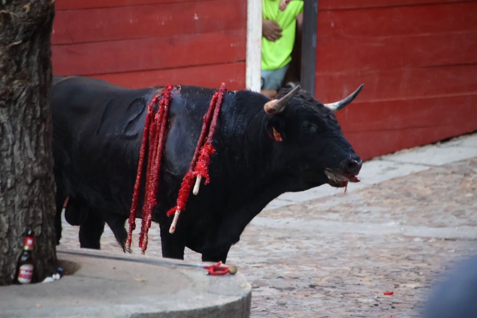 San Esteban de la Sierra, festival taurino sin picadores