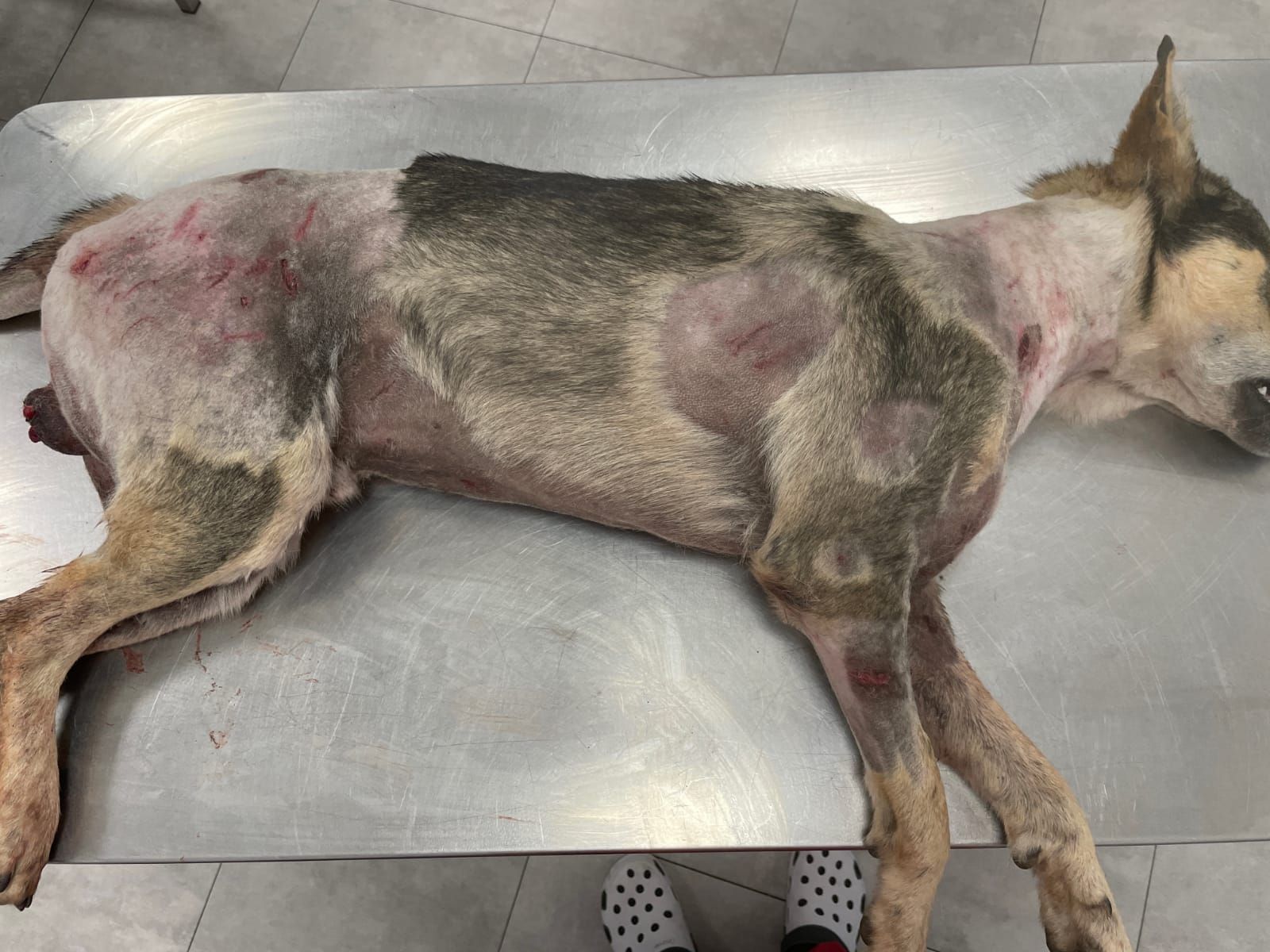 El perro herido por los mastines en el último ataque