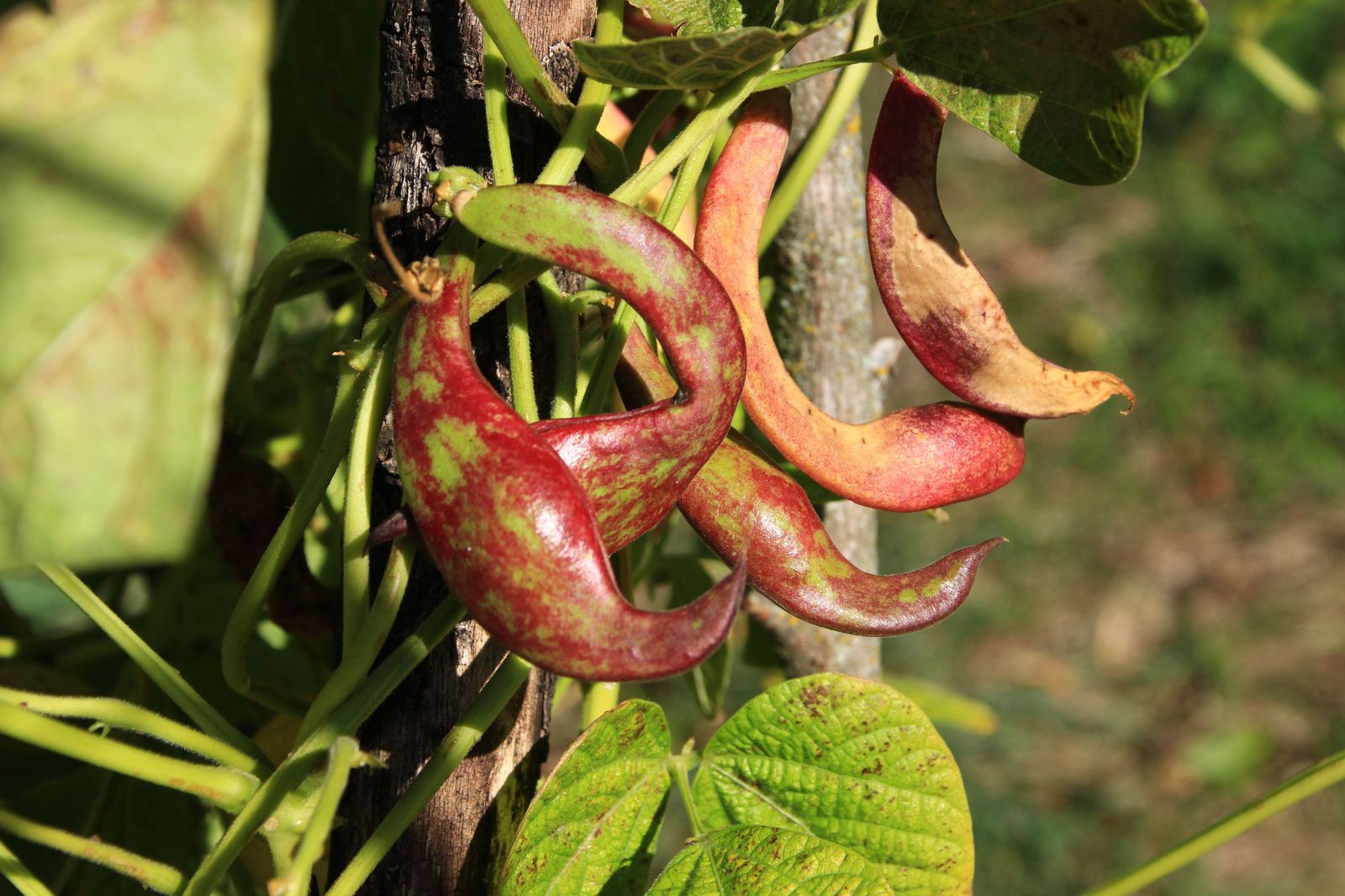 Asociación 'Criosanabria'