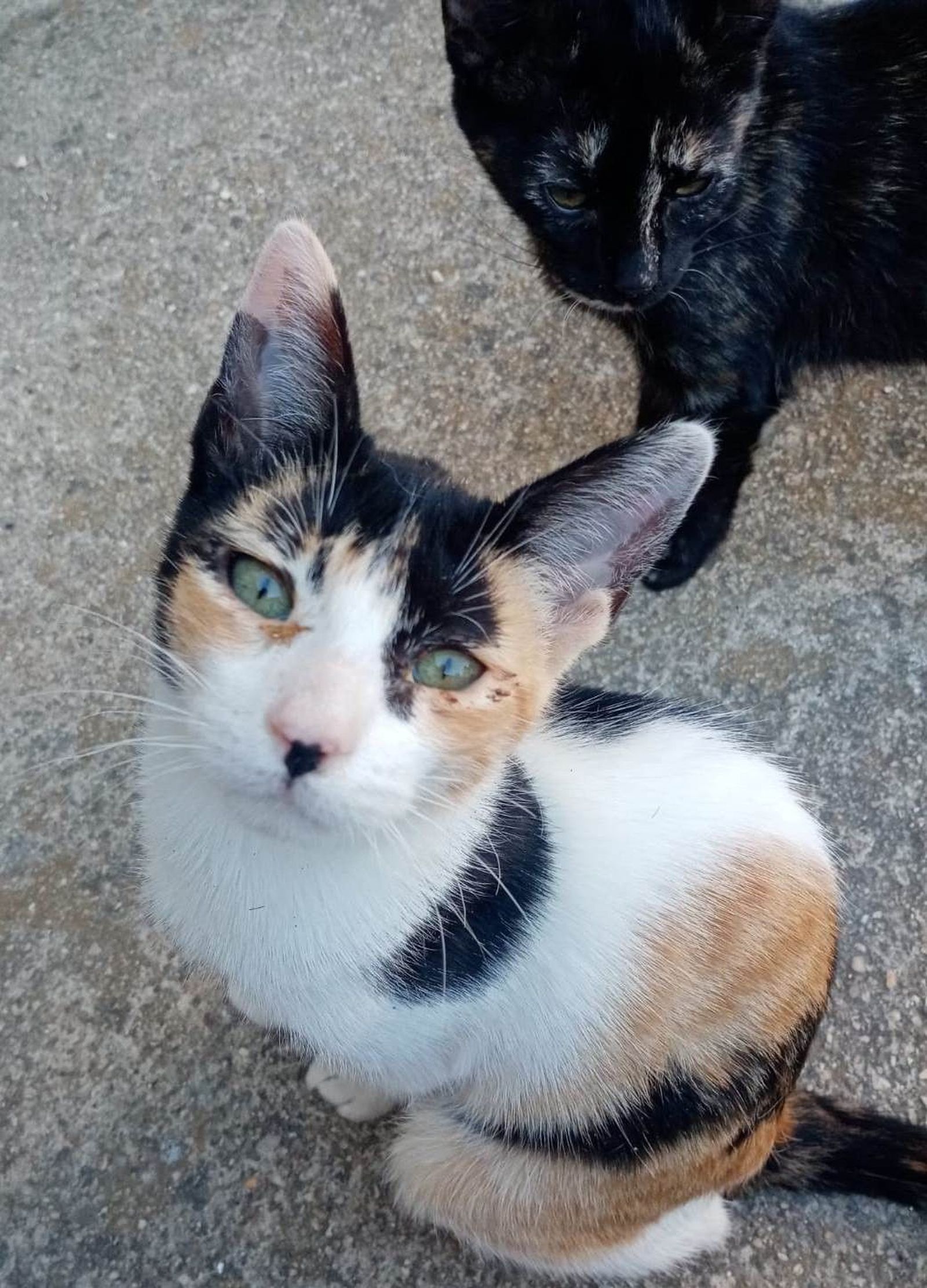 Gatitos La Zarza (1)