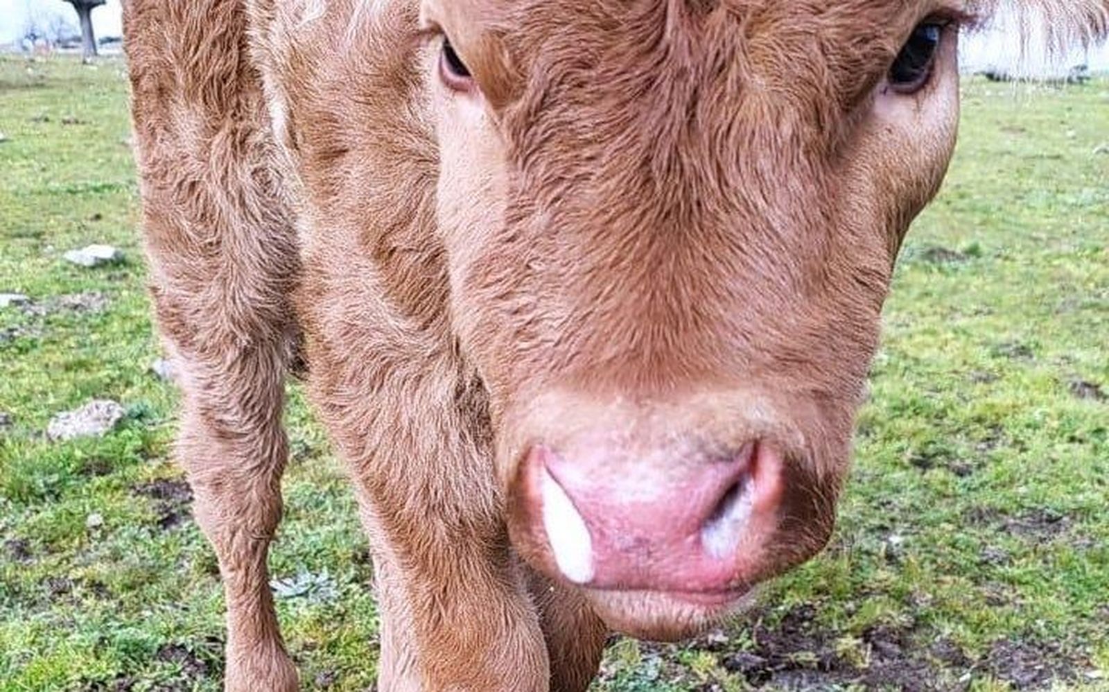 Becerro afectado por la EHE. Foto Asociación '19 de Abril'