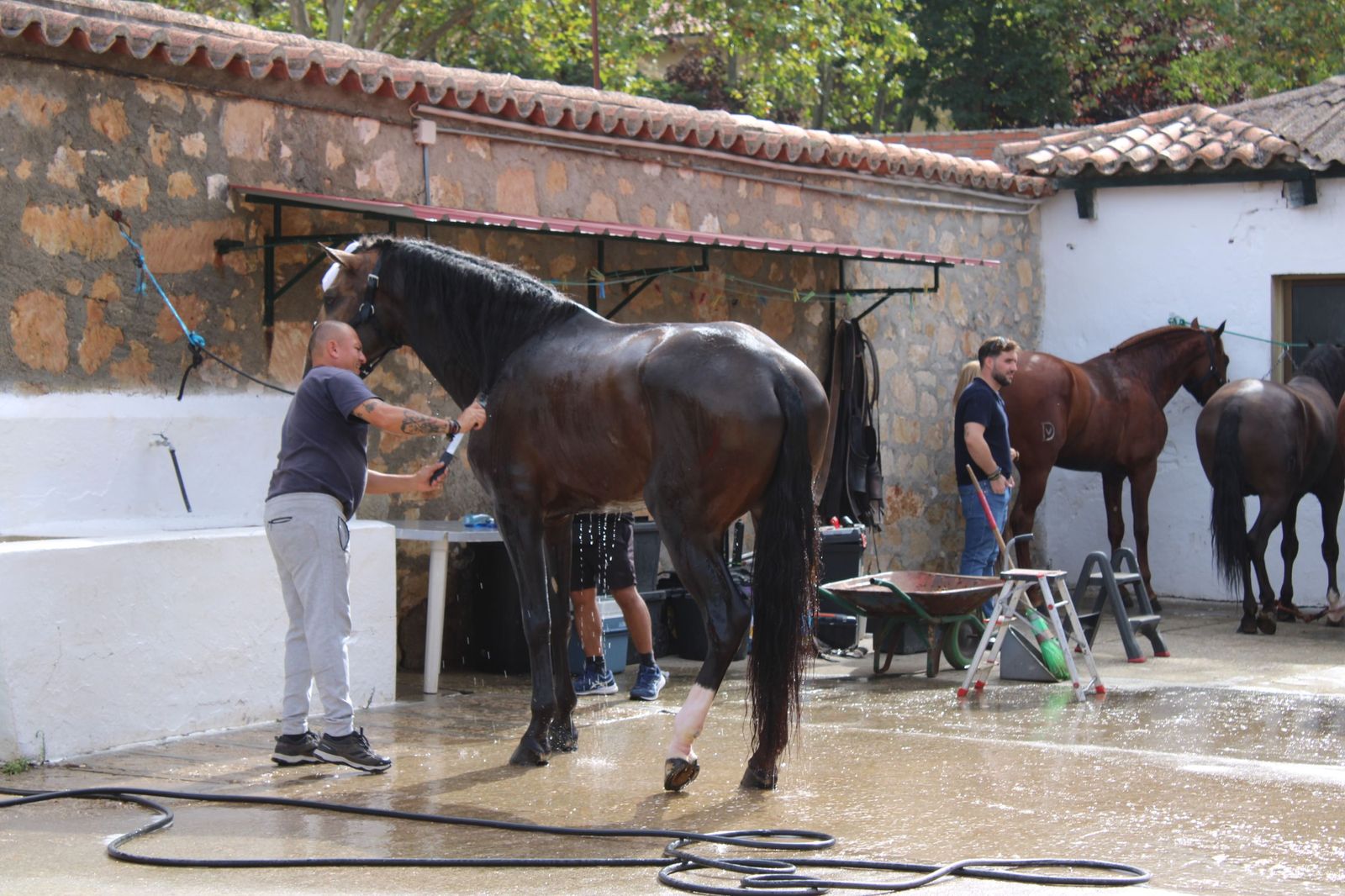 Un encierro de grata presentación de Sánchez y Sánchez para corrida de rejones de la feria