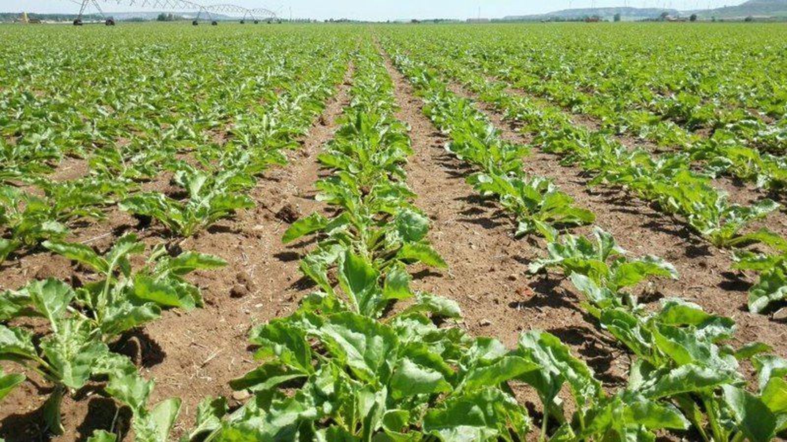 Cultivos agrícolas