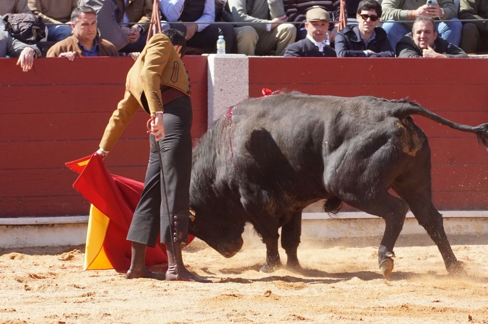 Festival taurino solidario por la esclerosis múltiple en Guijuelo