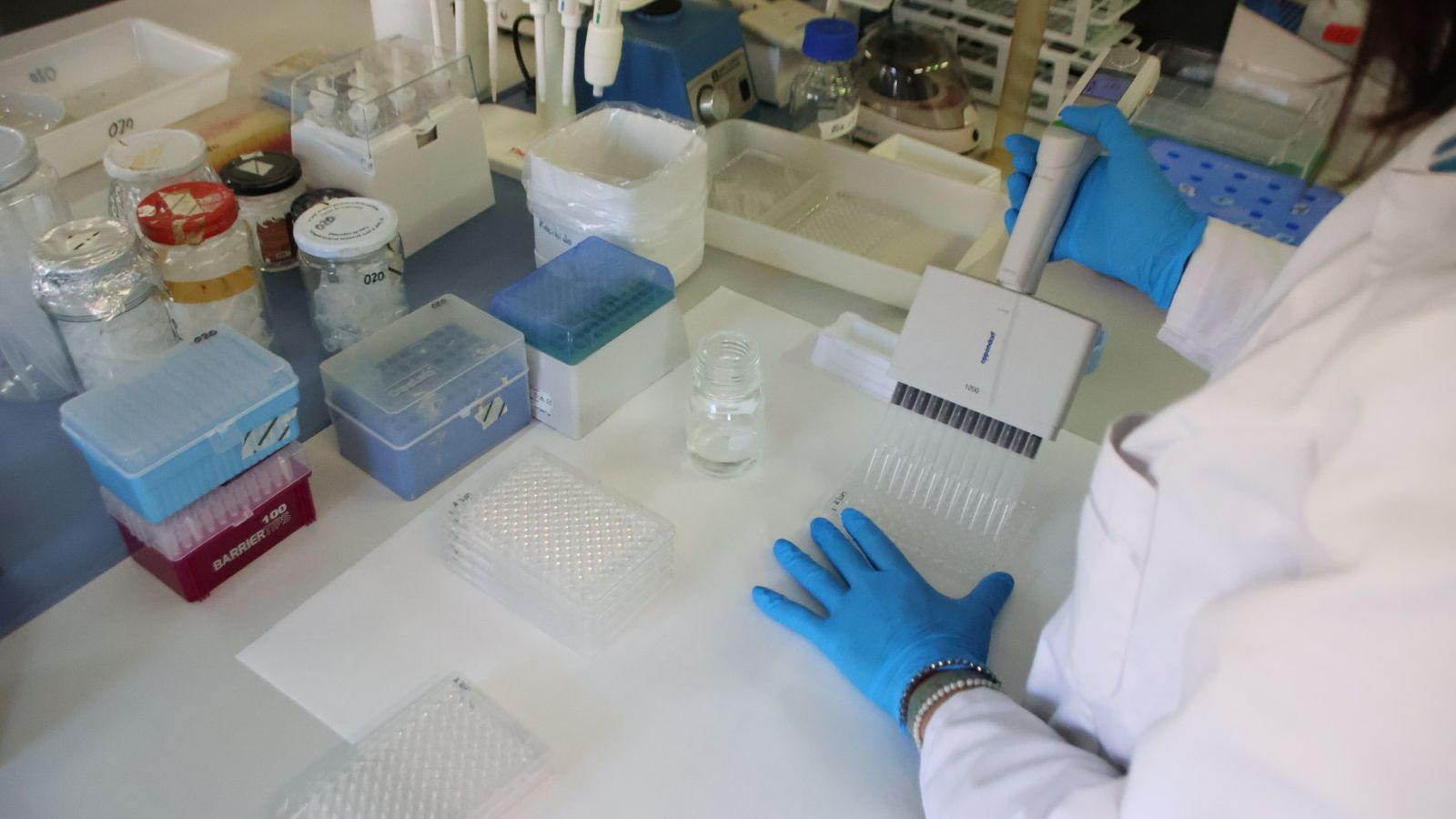 Test para detectar garrapatas en granjas de cerdos