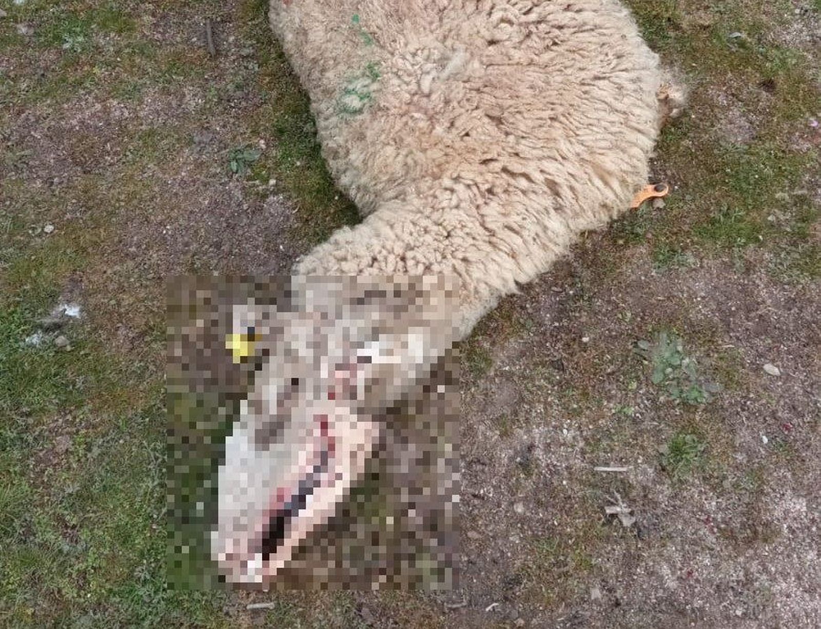 Ganado atacado por buitres en Ledesma