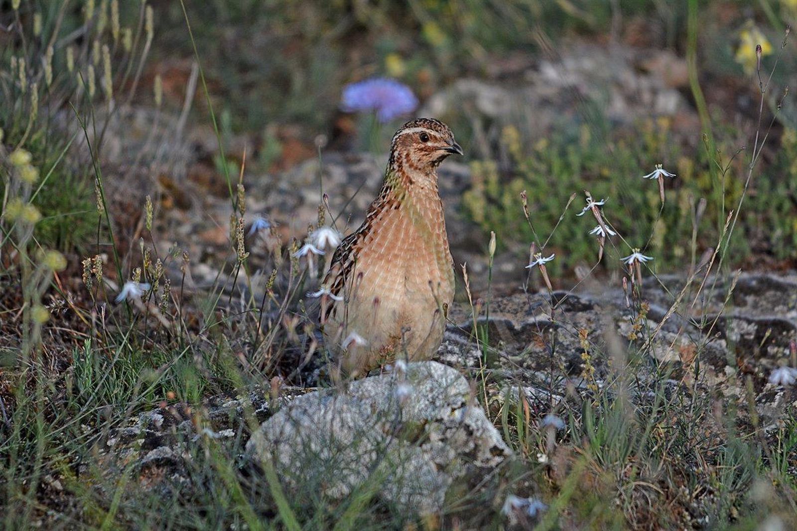 Una cordorniz en el campo. Foto EP Una cordorniz en el campo. Foto EP
