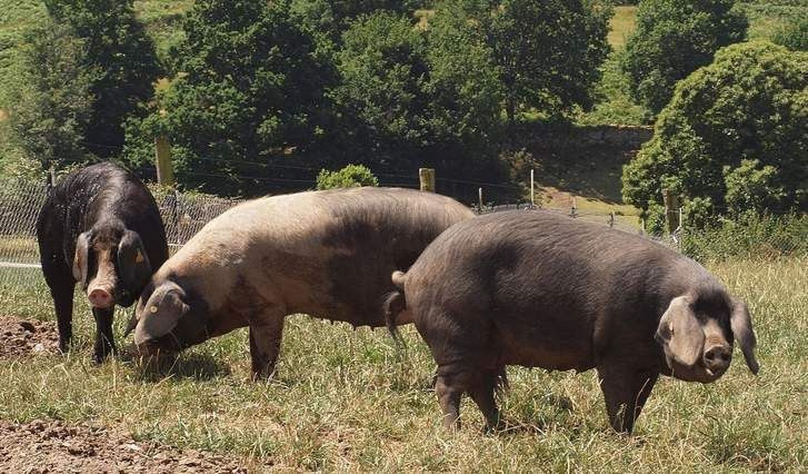 La raza celta, primera porcina que se adhiere al uso del logotipo ‘100% Raza Autóctona’ para revalorizar sus productos