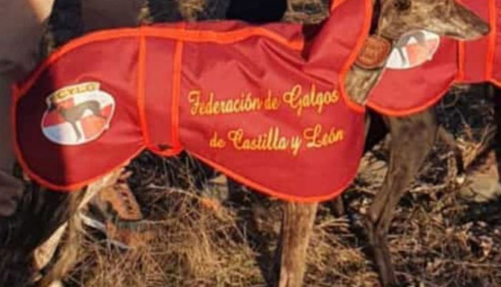 Hierbabuena de suerte 2