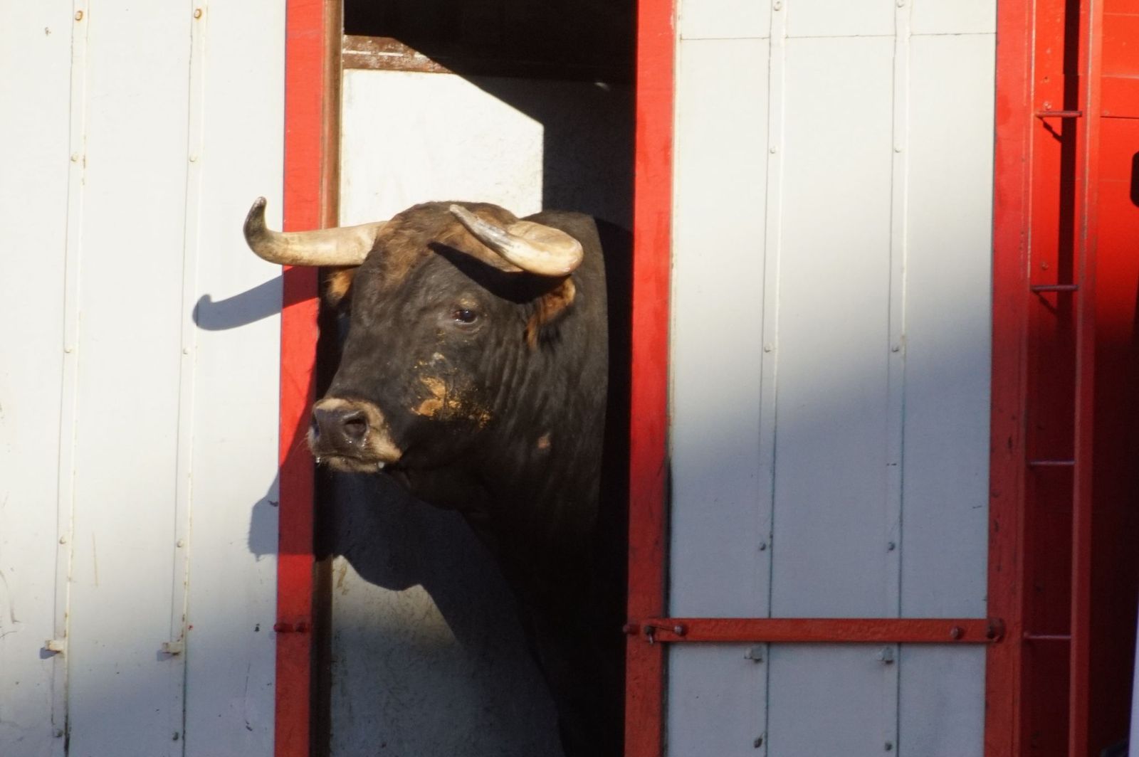 Tradicional Desenjaule en la Plaza de Toros La Glorieta