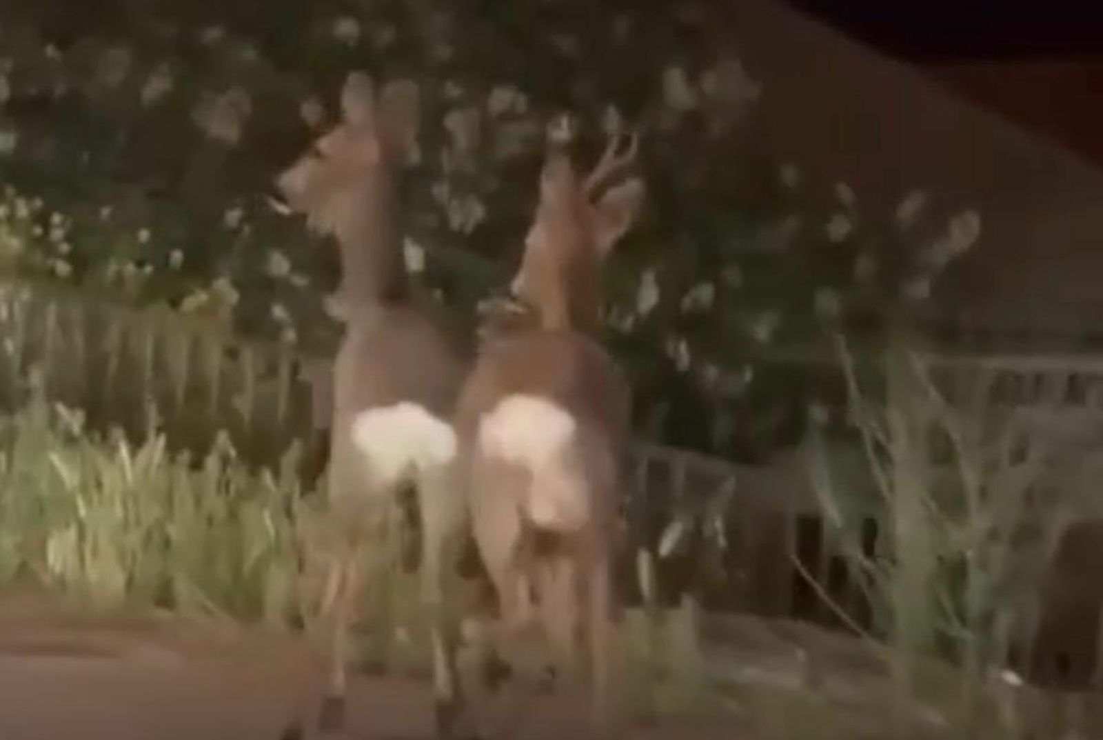Una pareja de corzos sorprende corriendo por las calles de Alba de Tormes