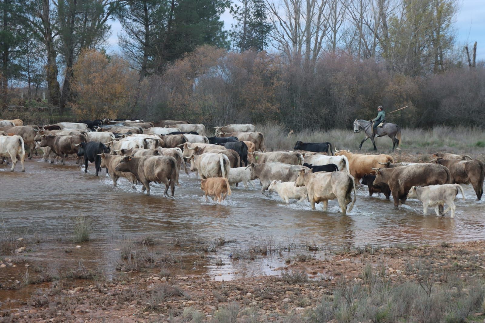 Manuel García Ramos, ganadero de Tamames haciendo la trashumancia. Foto | Facebook Faenas del Campo Charro
