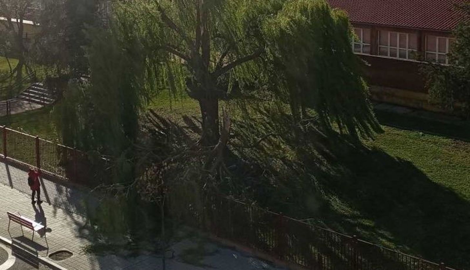 Tronco caído en el CEIP La Candelaria (1)