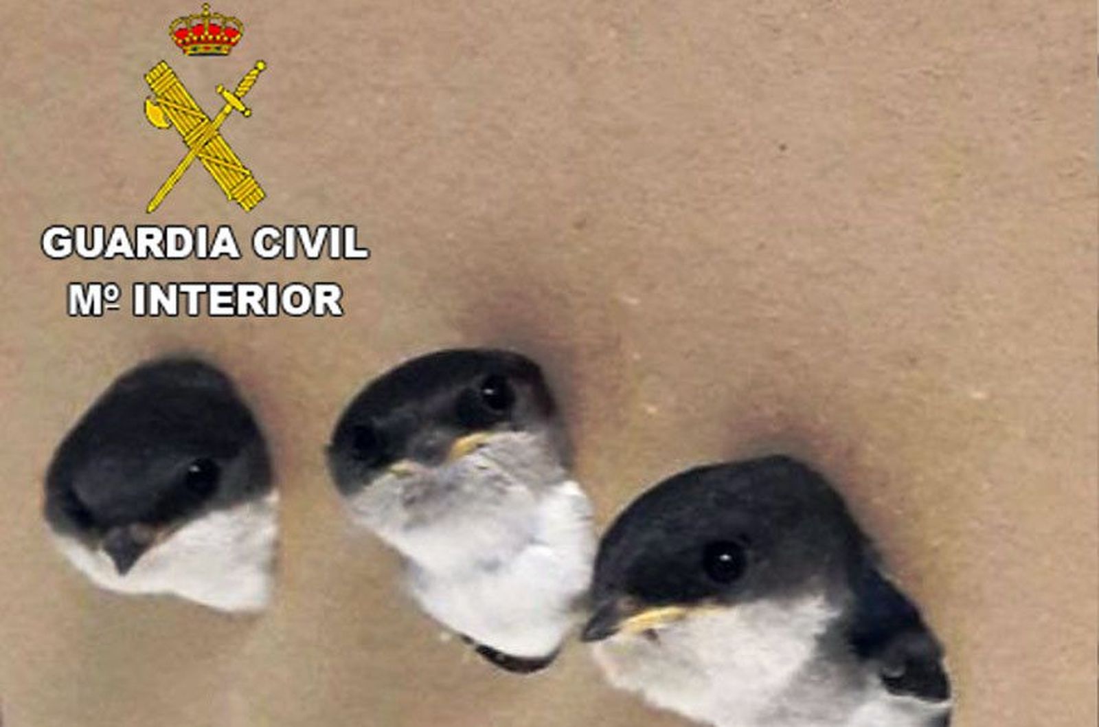 Crias de avión común rescatadas