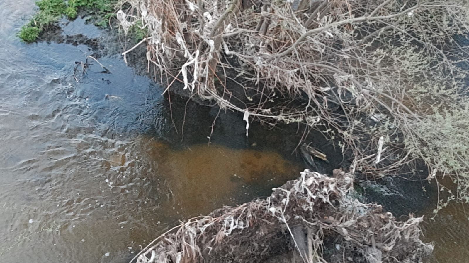 Toallitas arrastradas por la crecida en las orillas del río Tormes