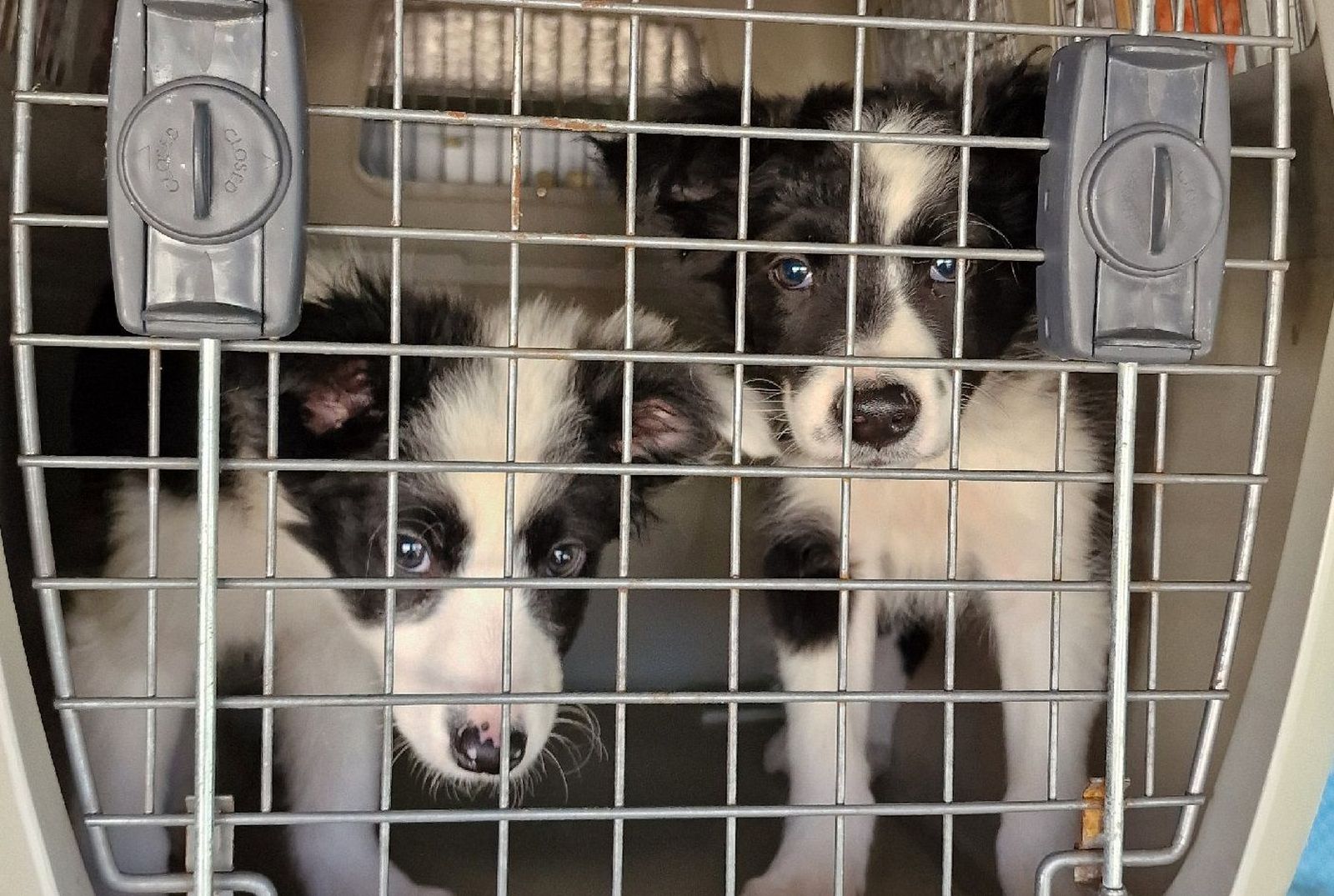 Desarticula una organización criminal dedicada a la cría y venta ilegal de cachorros en España. Foto Policía Nacional