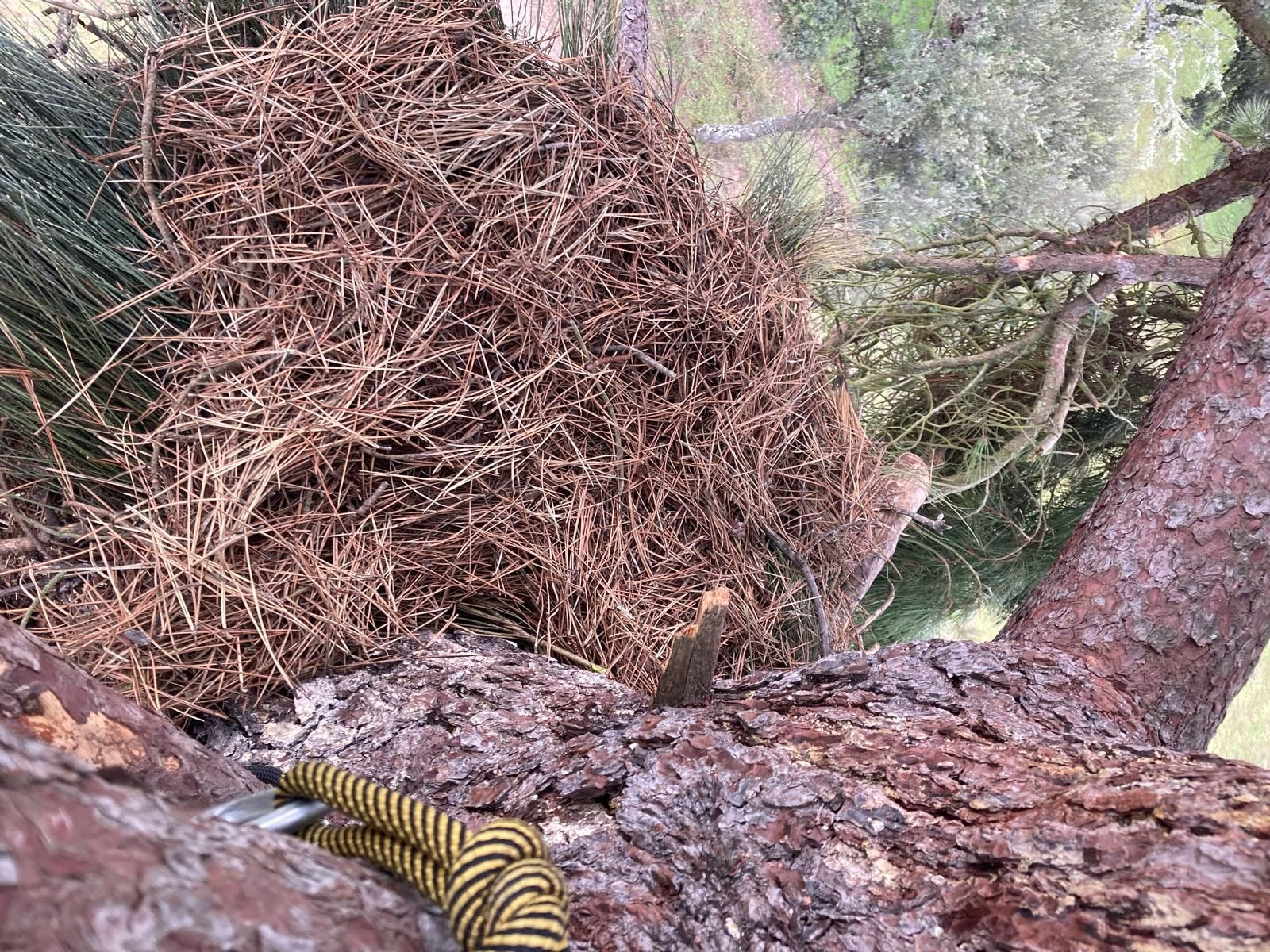 nido-de-cigueena-negra-3