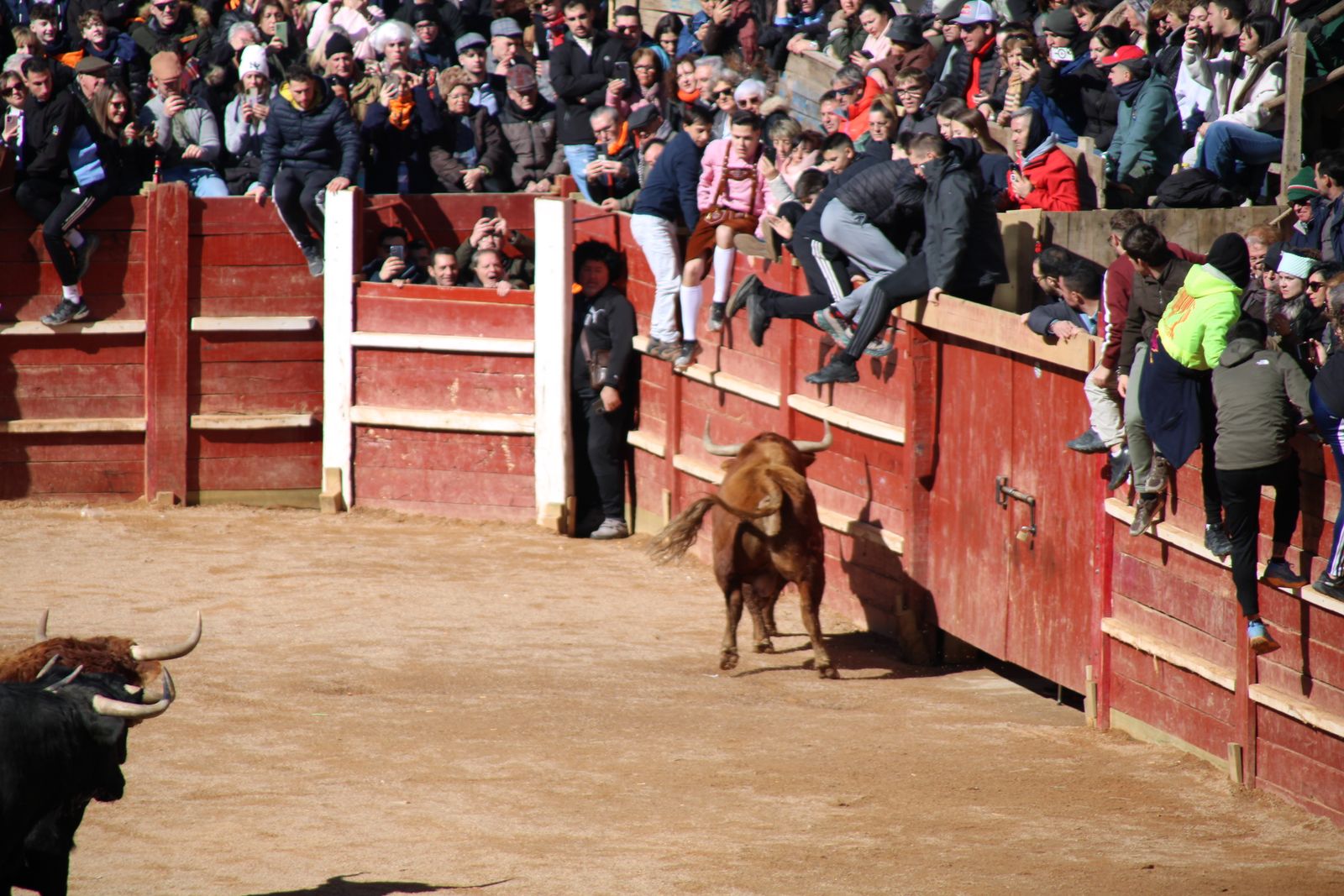 Encierro de sábado en el Carnaval del toro 2026 de Ciudad Rodrigo