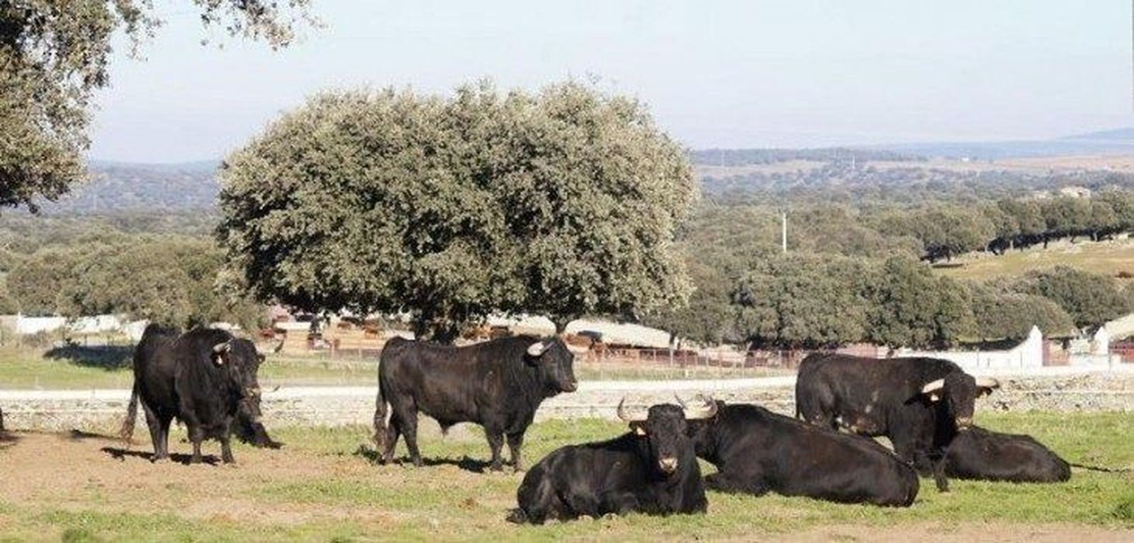 La ganadería Puerto de San Lorenzo debutará en el Sanfermín de 2017