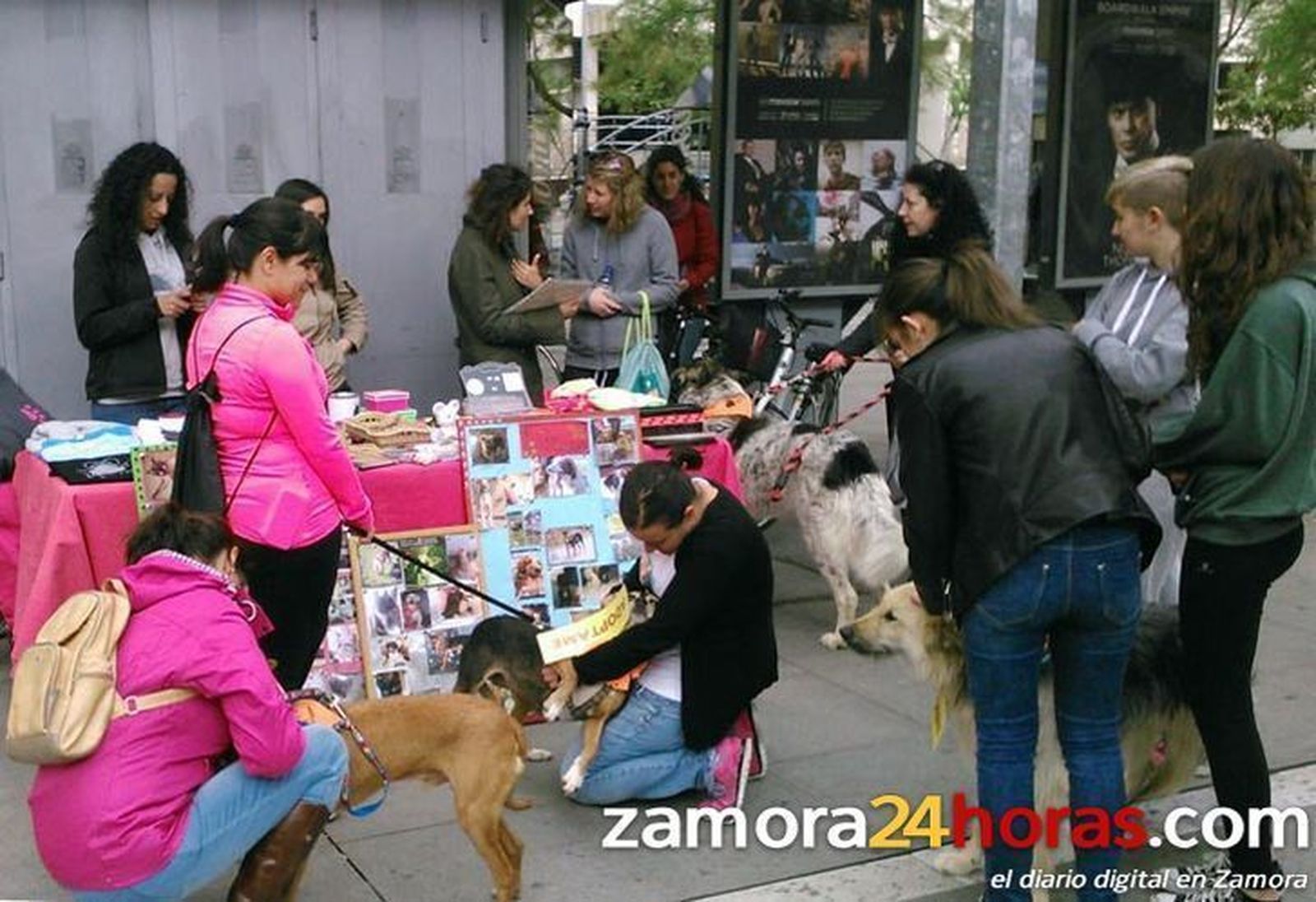 Una campaña de adopción de Defensa Animal Zamora