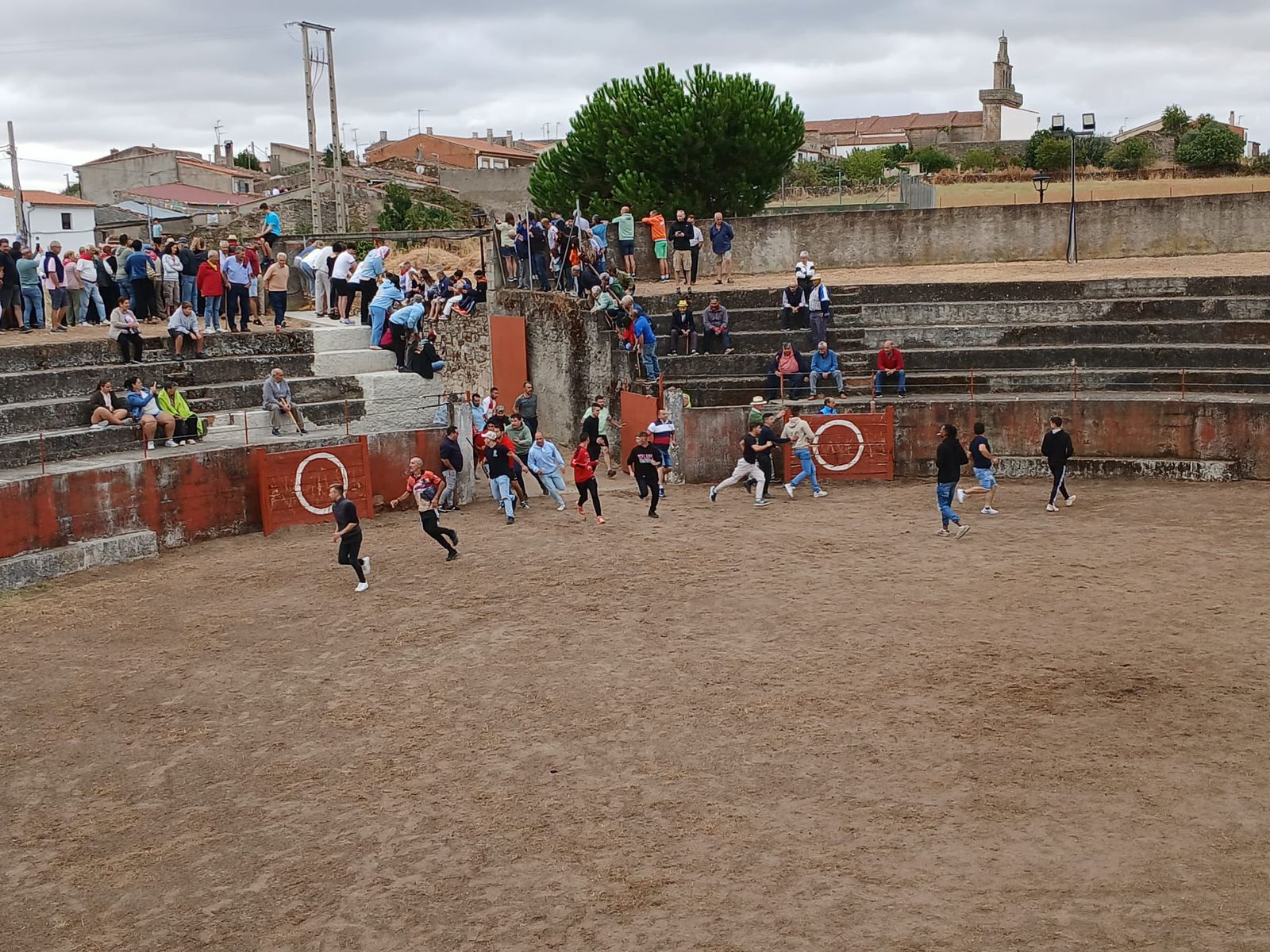 Encierro de novillos en Pereña