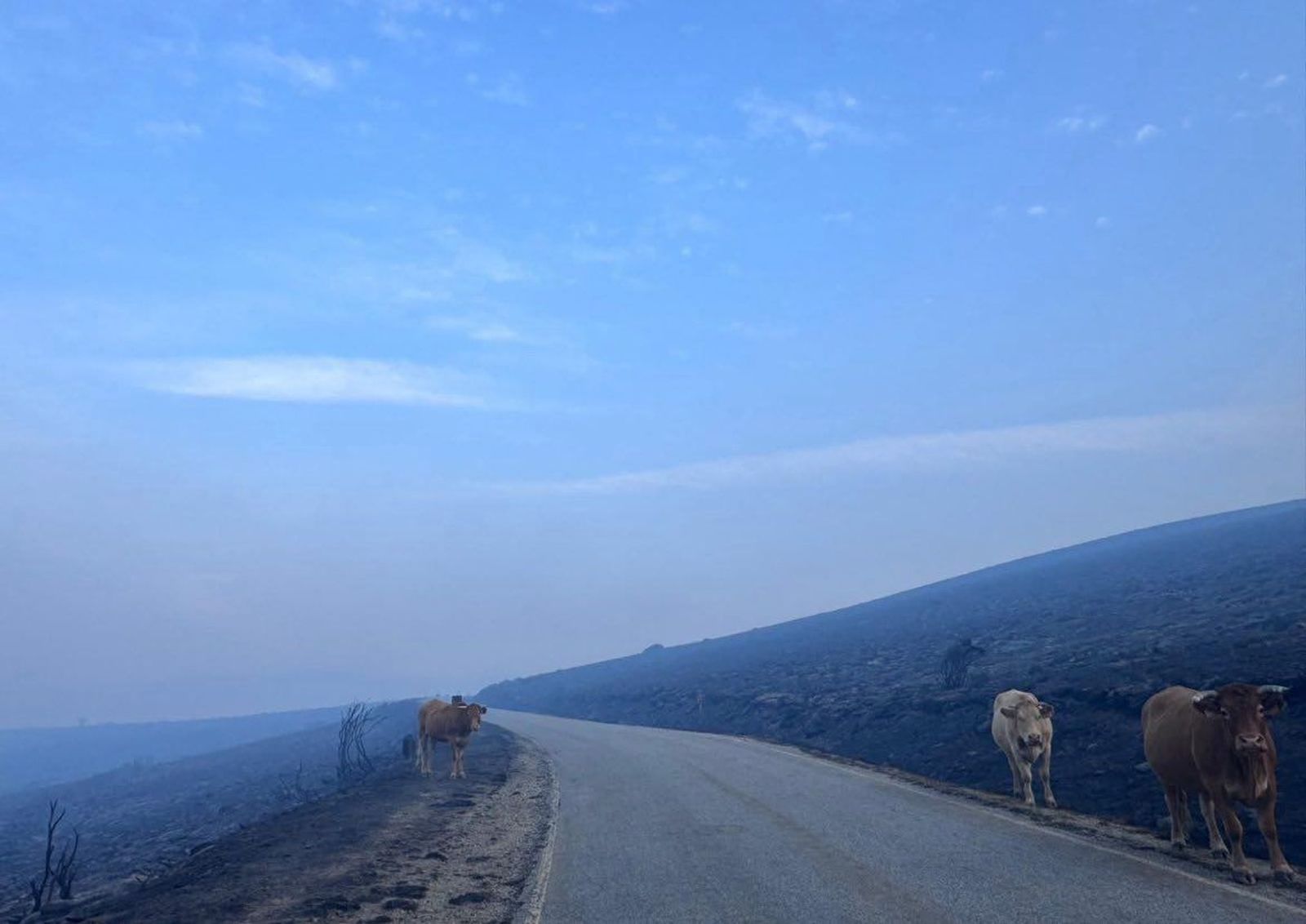 Varias vacas en el entorno ya calcinado de la subida a la Laguna de Peces Hostelería en Zamora