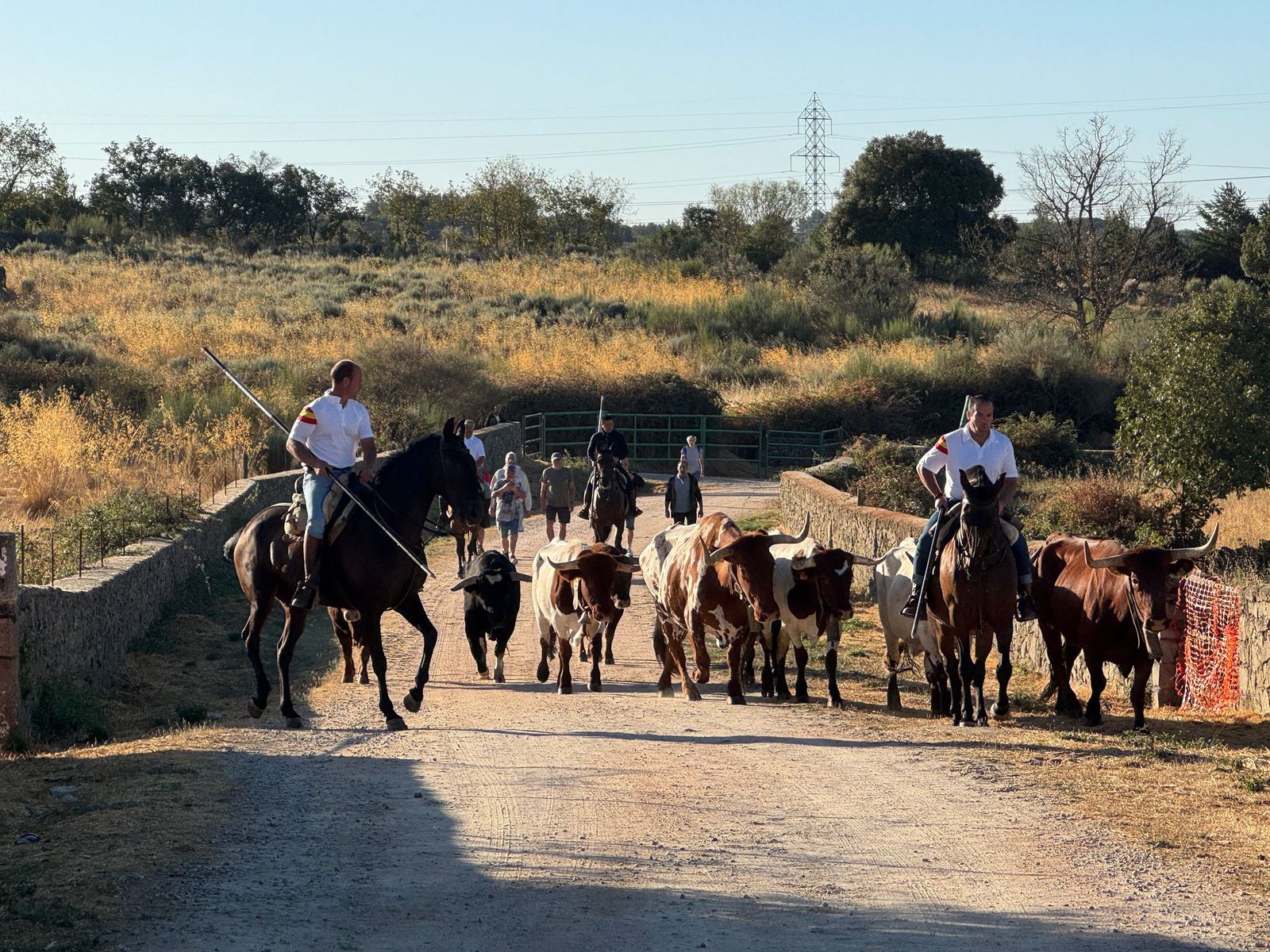 Último encierro a caballo en Aldeadávila de la Ribera con reses de Valrubio