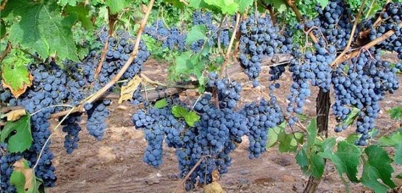 La Asociación de Viticultores Vino Sierra de Salamanca premiada con el Serrano del Año. Foto de archivo
