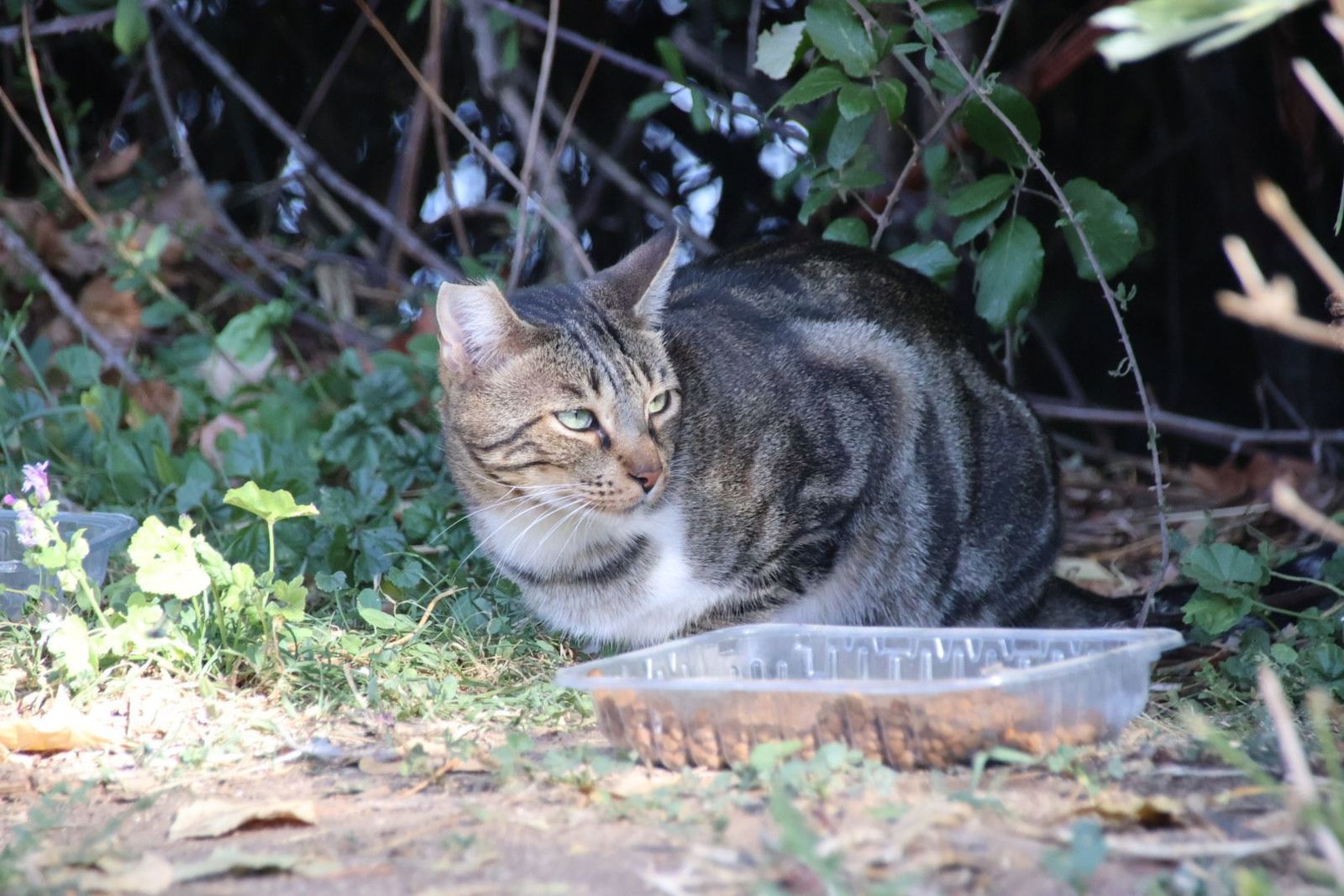 Imagen de archivo de un gato de una colonia