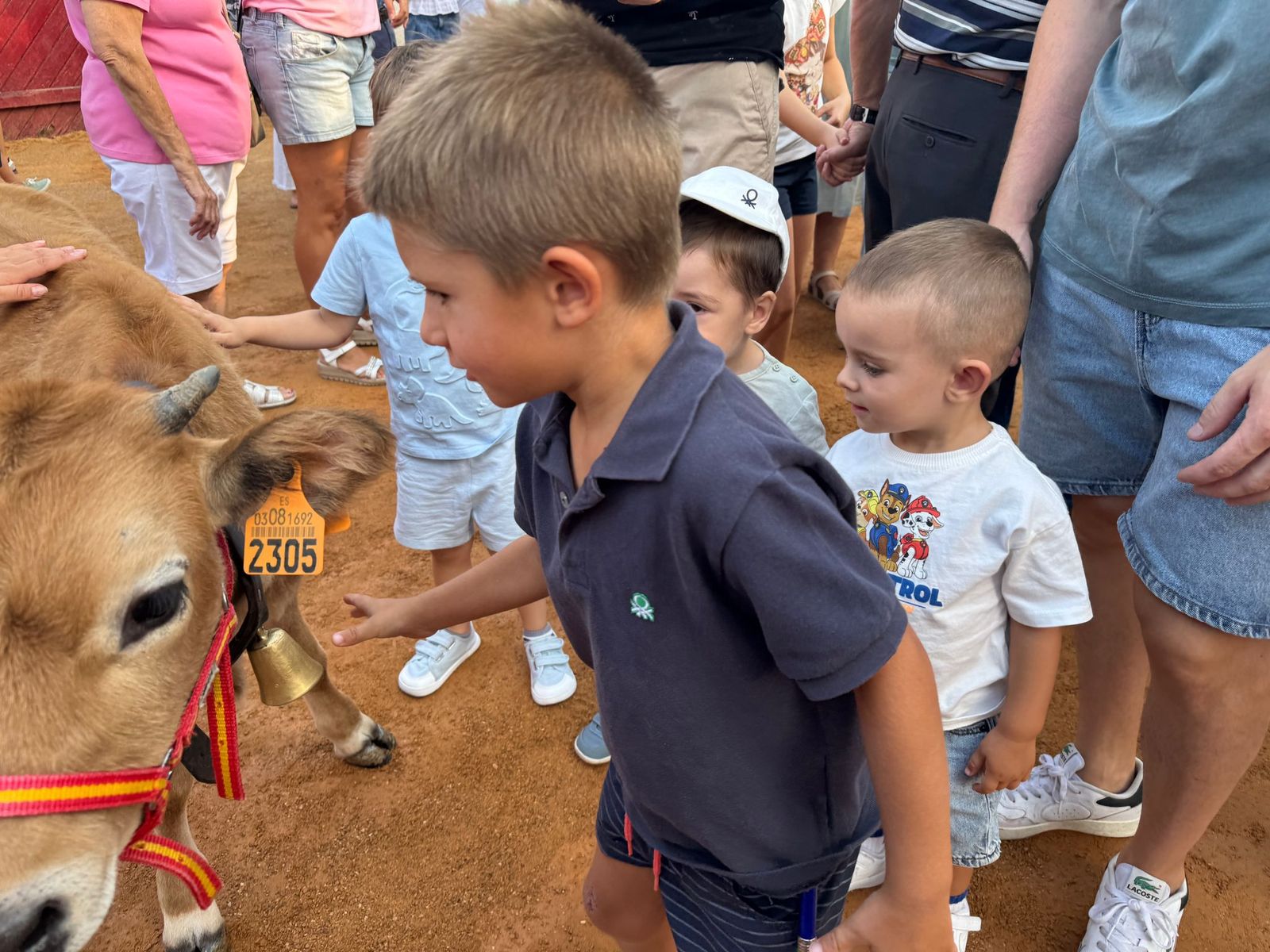 Encierro infantil de Mini Bueyes en Guijuelo durante sus fiestas 2025
