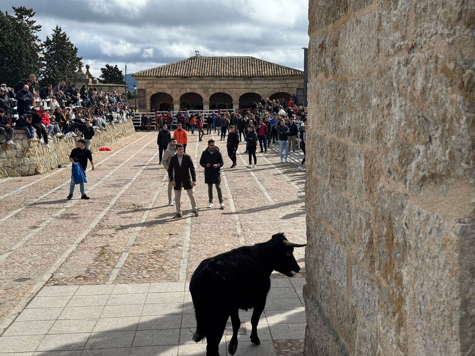 suelta-de-vaquillas-por-el-domingo-de-pinata-en-ciudad-rodrigo-9-de-marzo-de-2025-6