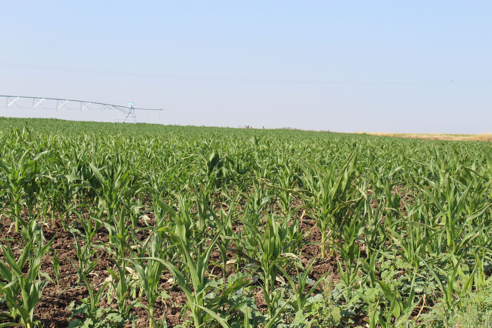 Un campo de maíz Un campo de maíz