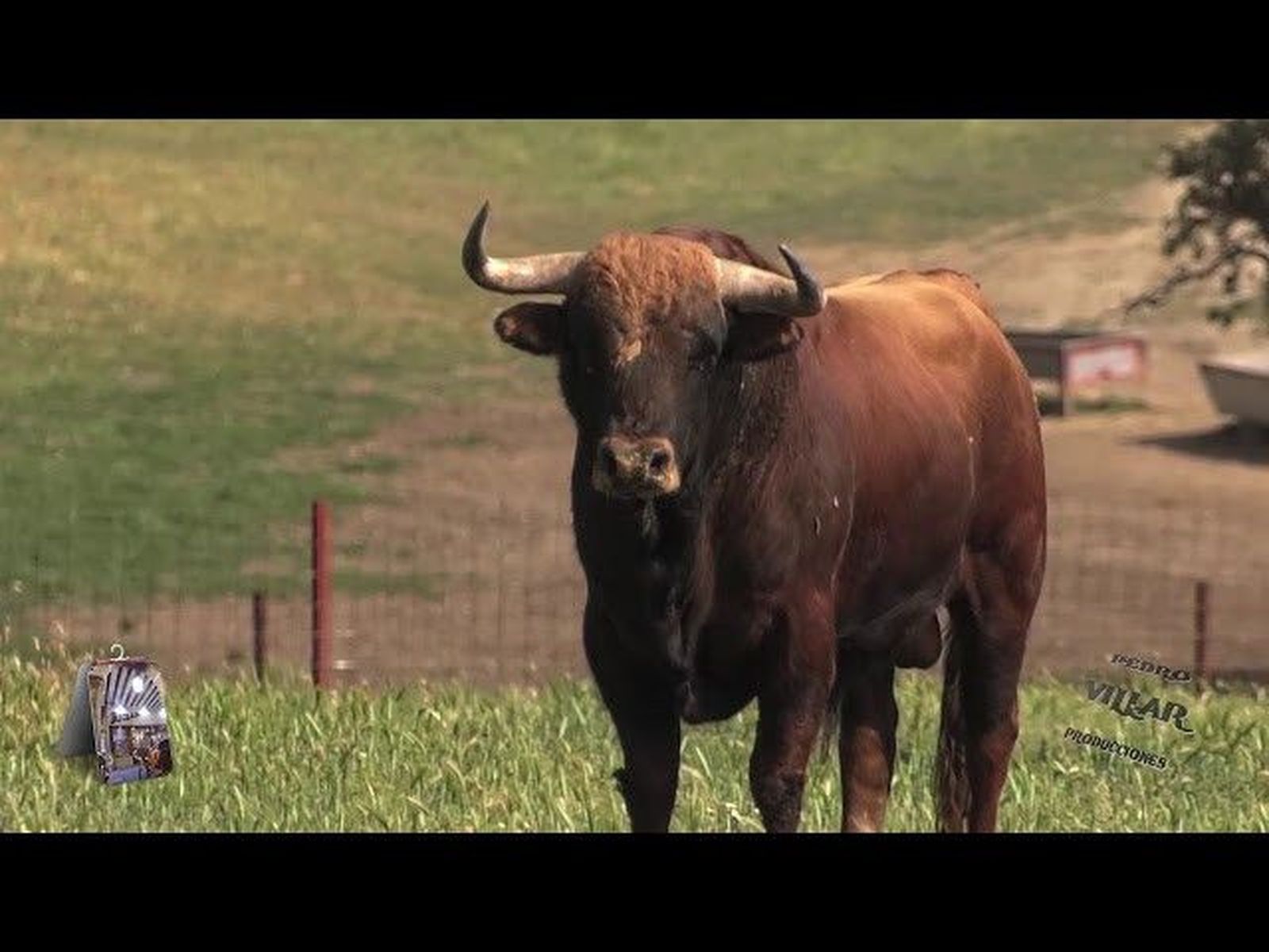 Toros de El Pilar para Juli, Talavante y Roca Rey  Zamora