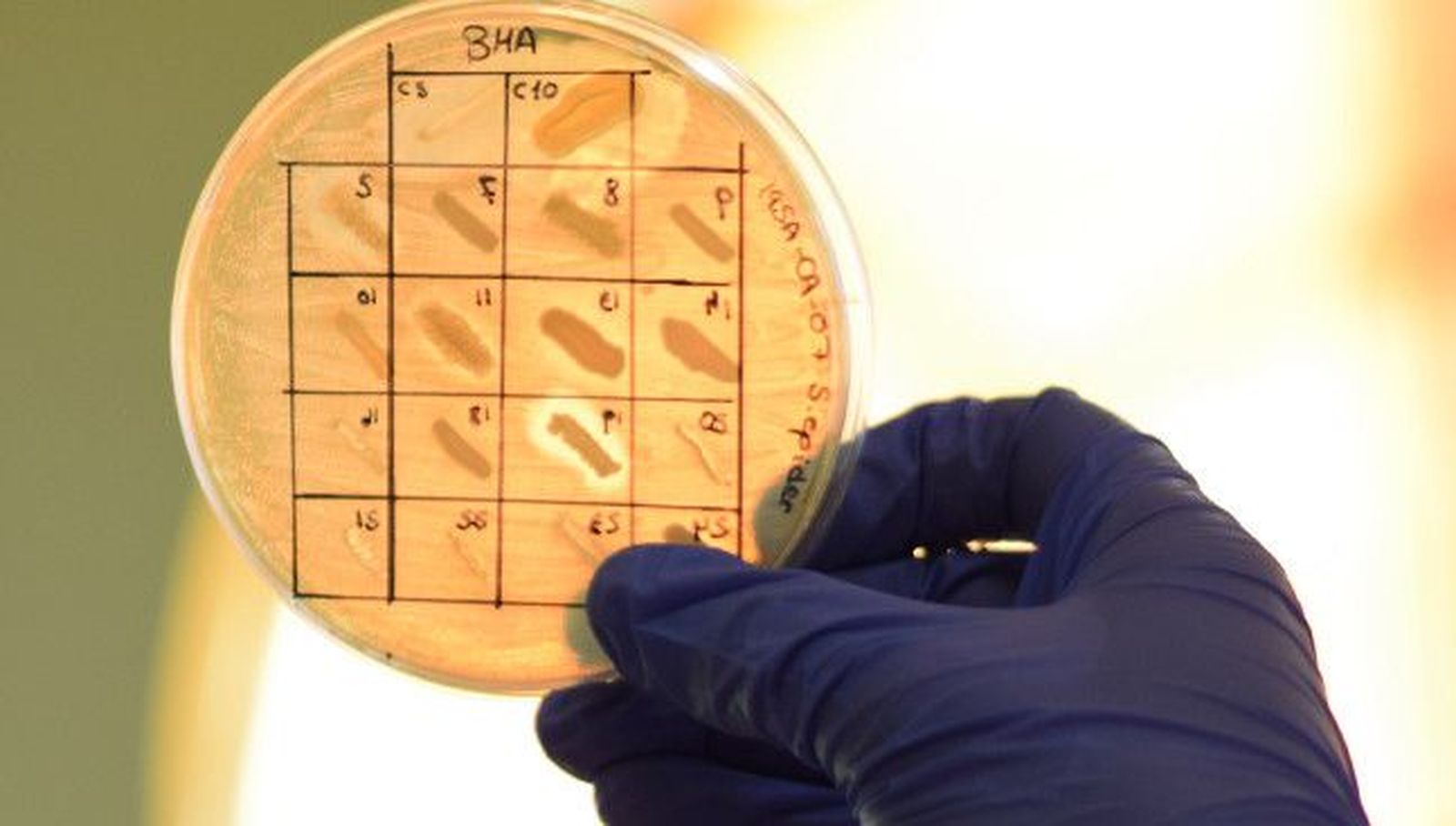 En marcha la IV edición del programa MicroMundo USAL