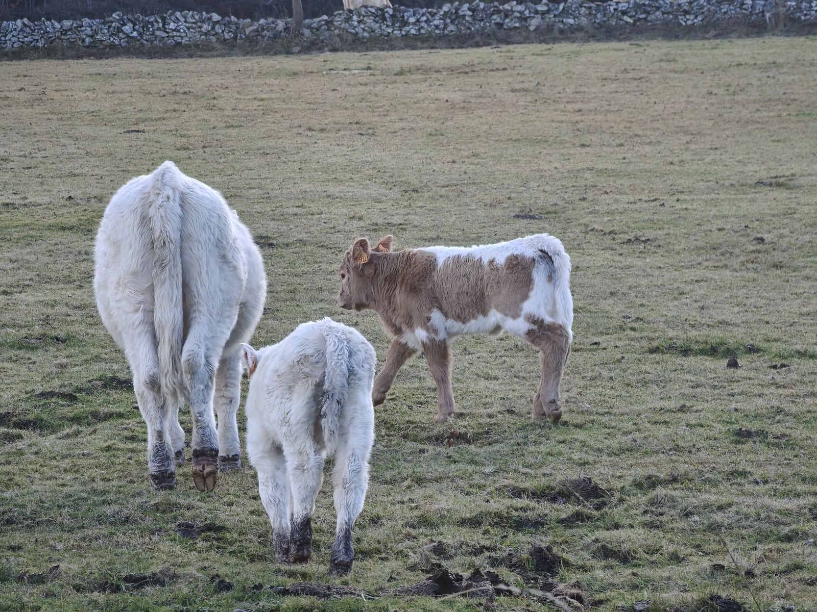 Vacas en el campo. Archivo. S24H