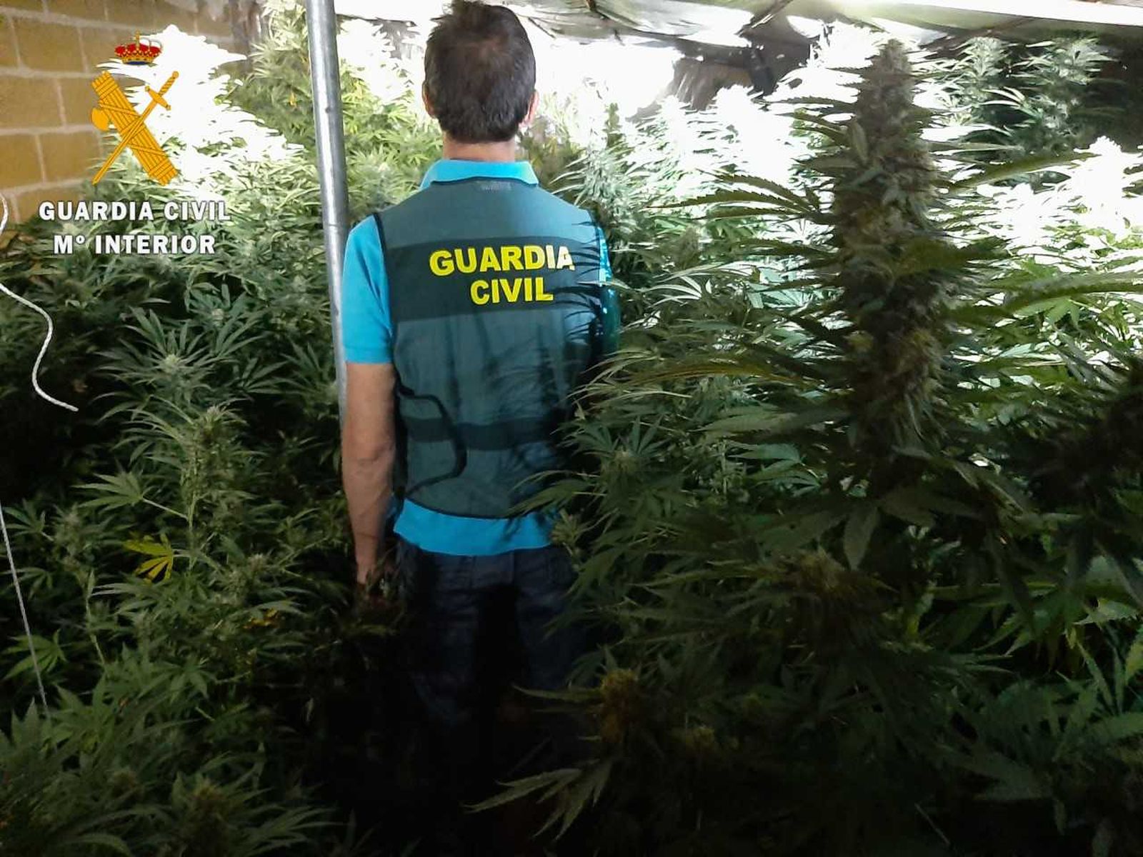 Cultivo marihuana en El Pajarón, Villamayor | GC