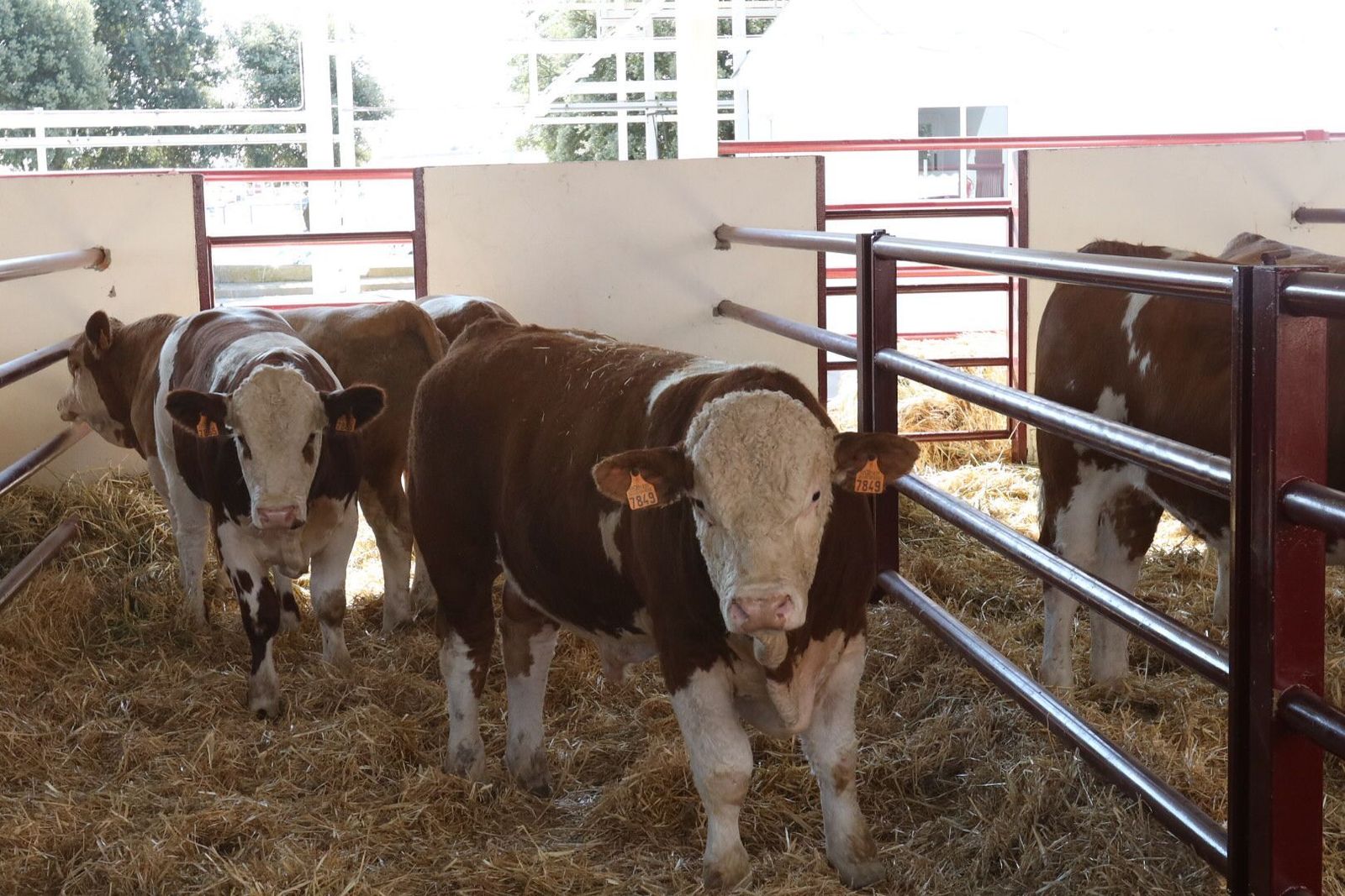 Inauguración de Salamaq 2021