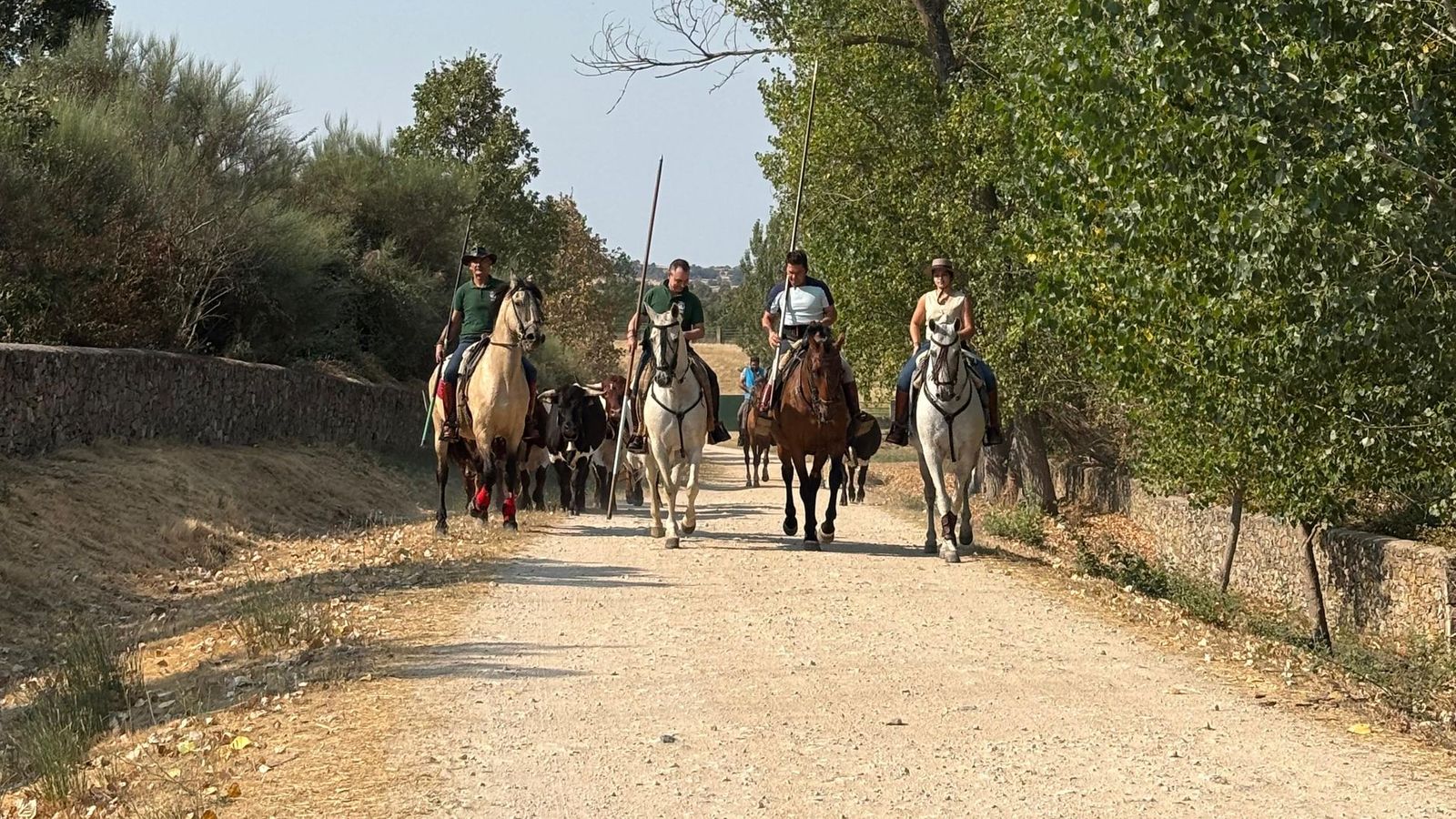 Encierro de bueyes, mini bueyes y parque de hinchables en Aldeadávila de la Ribera por San Bartolo 2025