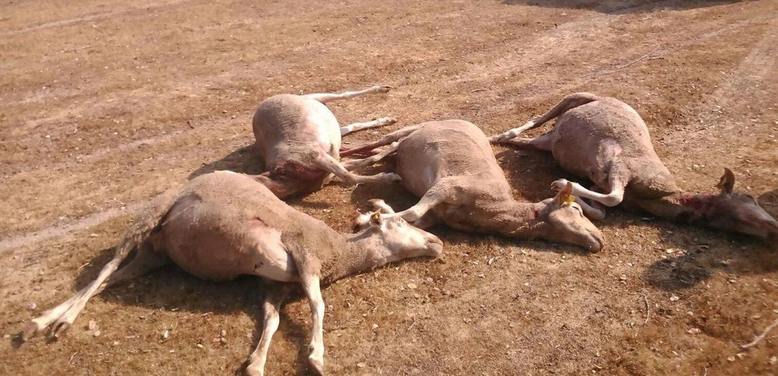 Perros salvajes terminan con varias ovejas en Villaseco de los Gamitos&nbsp;