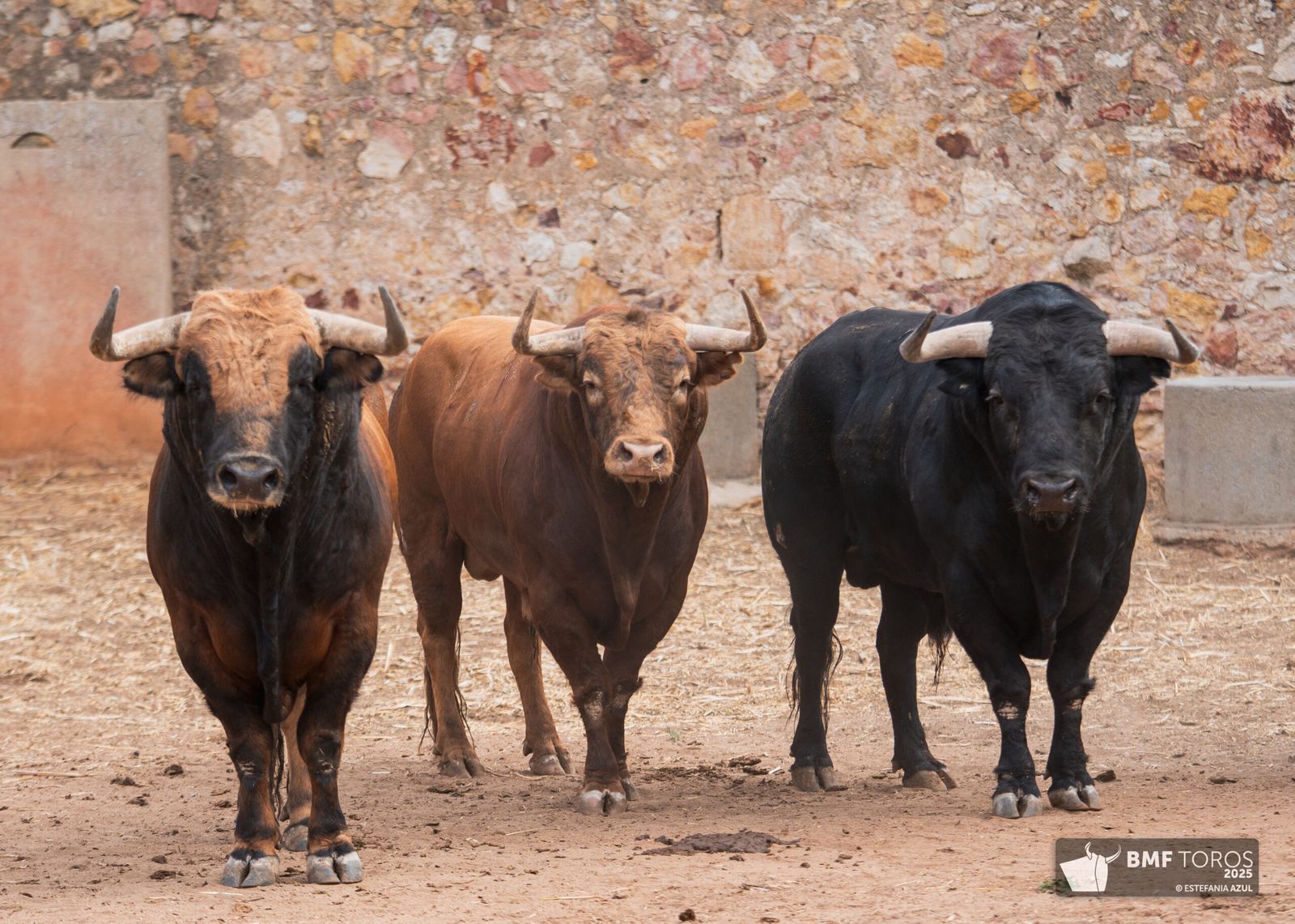 Primer sorteo para las figuras en Salamanca: toros de Garcigrande para De Justo, Ortega y Roca Rey