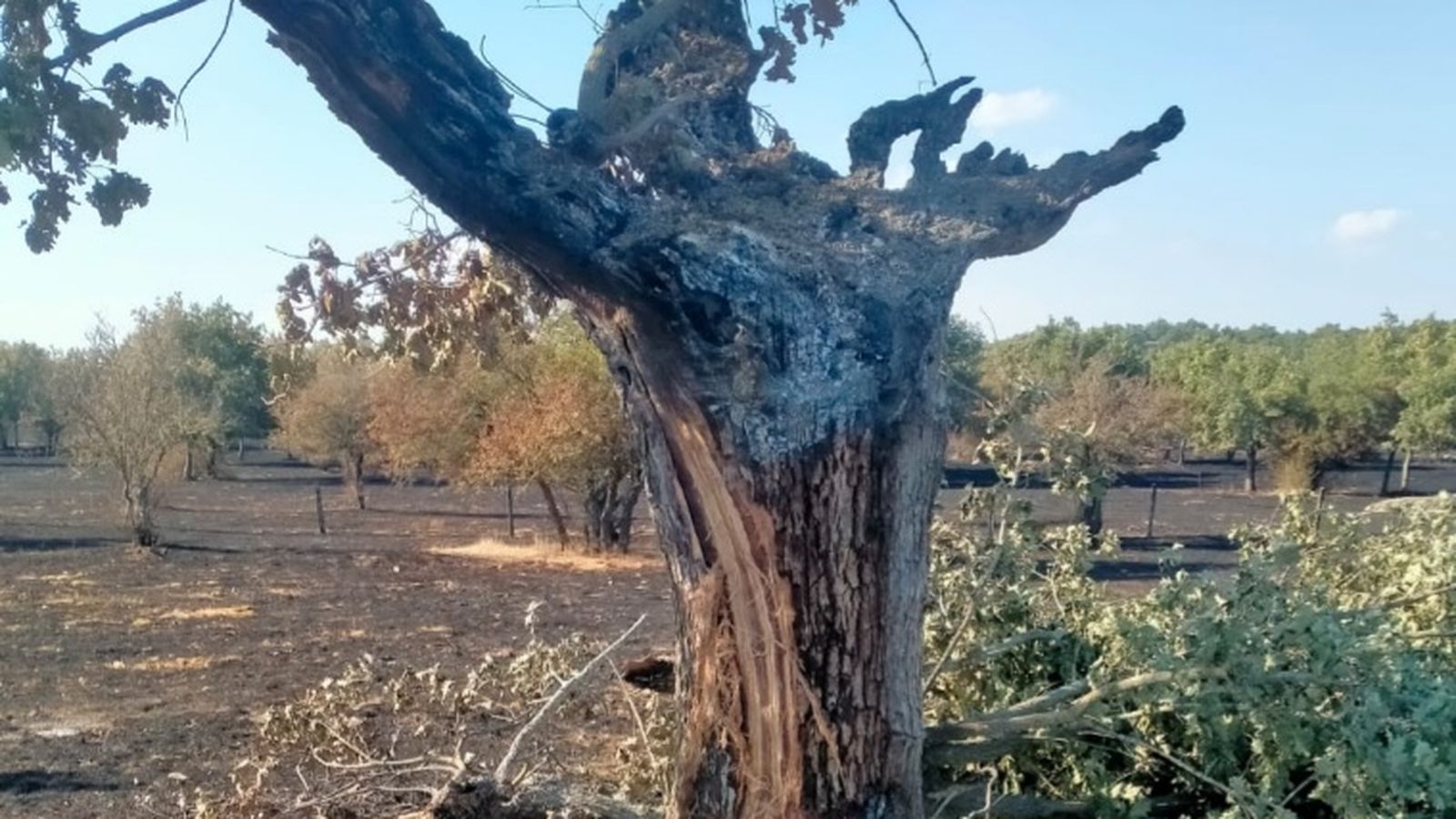 Árbol calcinado en una finca de Cipérez