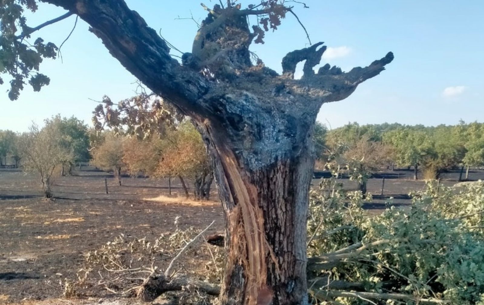 Árbol calcinado en una finca de Cipérez