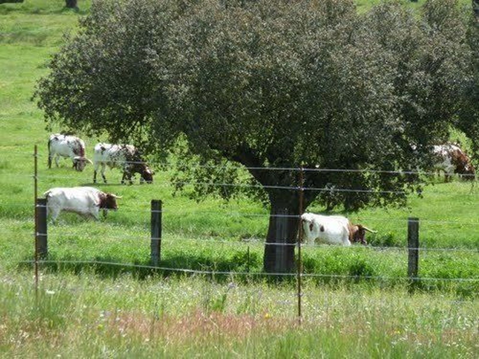 Ciudadanos reclamará en Pleno el desarrollo de la finca experimental de Castro Enríquez
