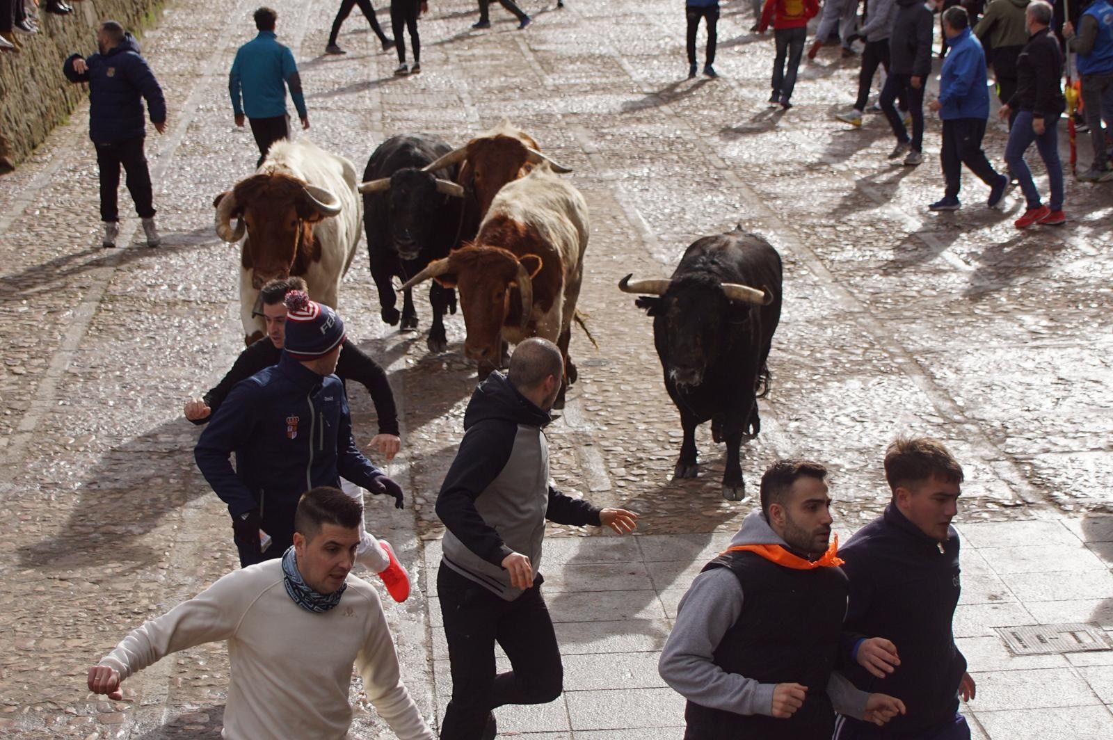 El encierro de Lunes de Carnaval en Ciudad Rodrigo en imágenes