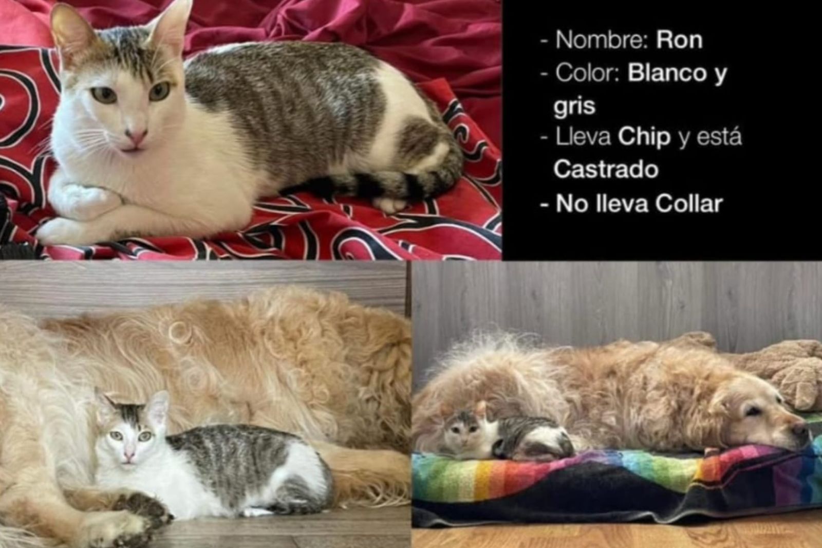 Ofrecen 1.000 euros de recompensa en Zamora por ayudar a encontrar a Ron, un gato perdido