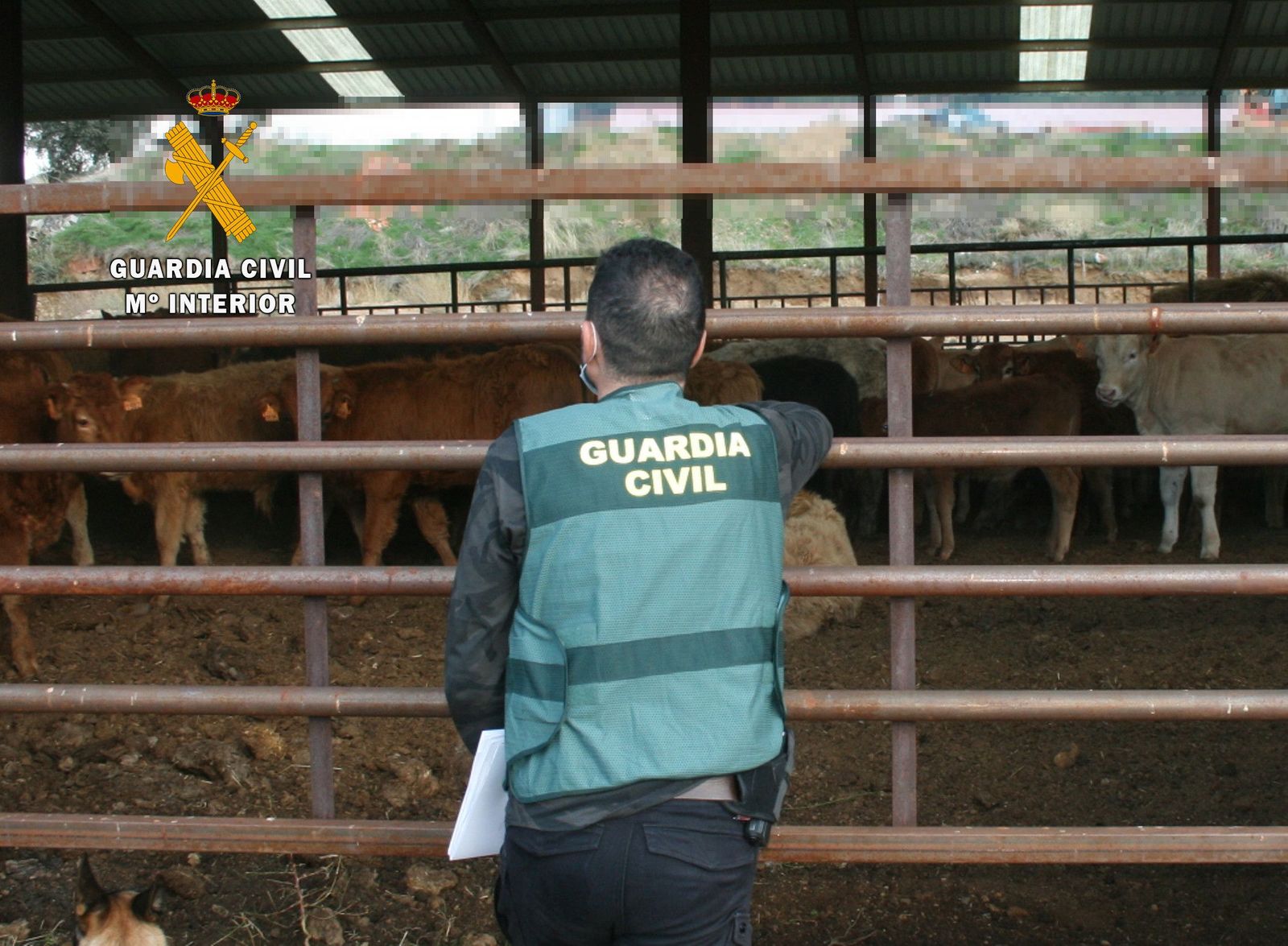 Foto estafa ganado  1