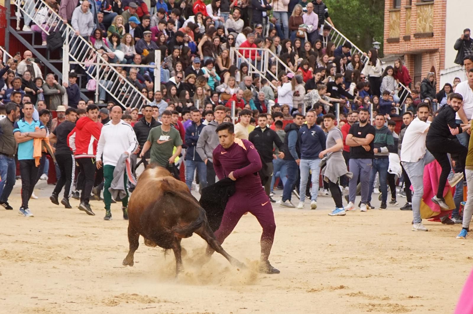 Villoria, toro del Voto