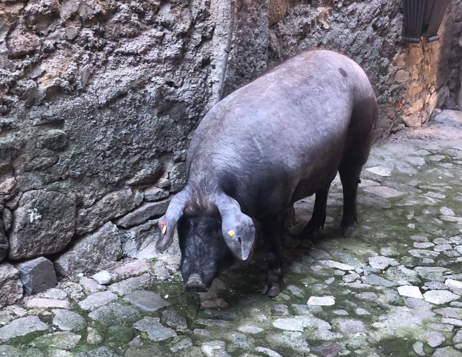 Sorteo marrano de San Antón