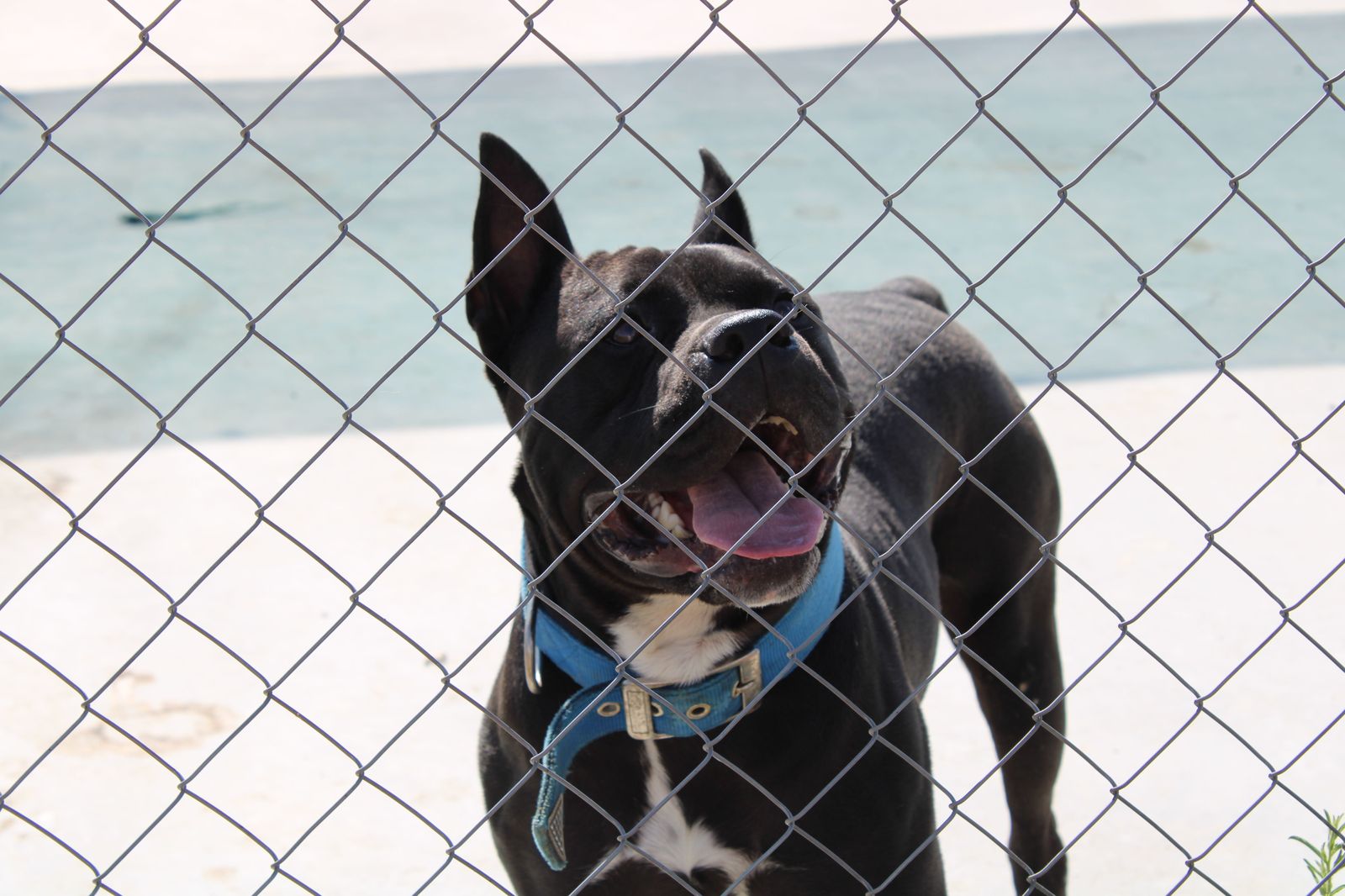 refugio-de-animales-del-ayuntamiento-de-salamanca-36